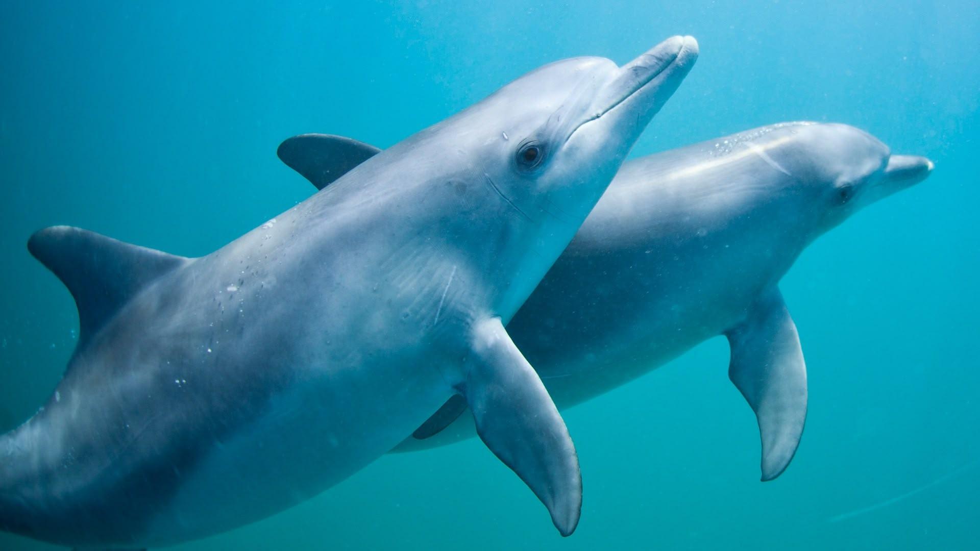 S1 Ep6 - Dolphin Days