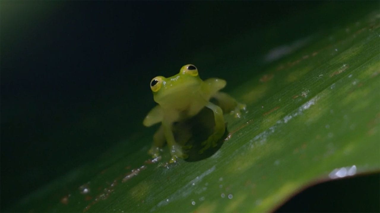 Messico selvaggio S1E3 - Lotta per la sopravvivenza