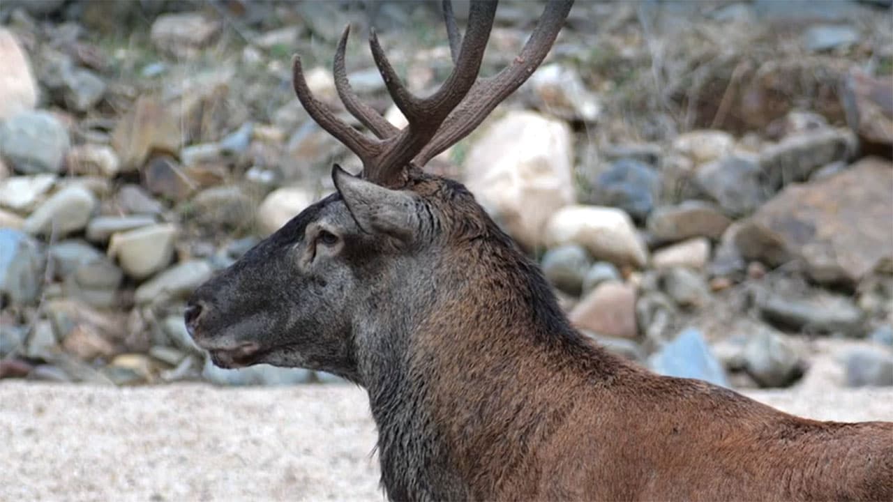 Wild Italy - S8E2 - Dai popoli italici al Regno d'Italia