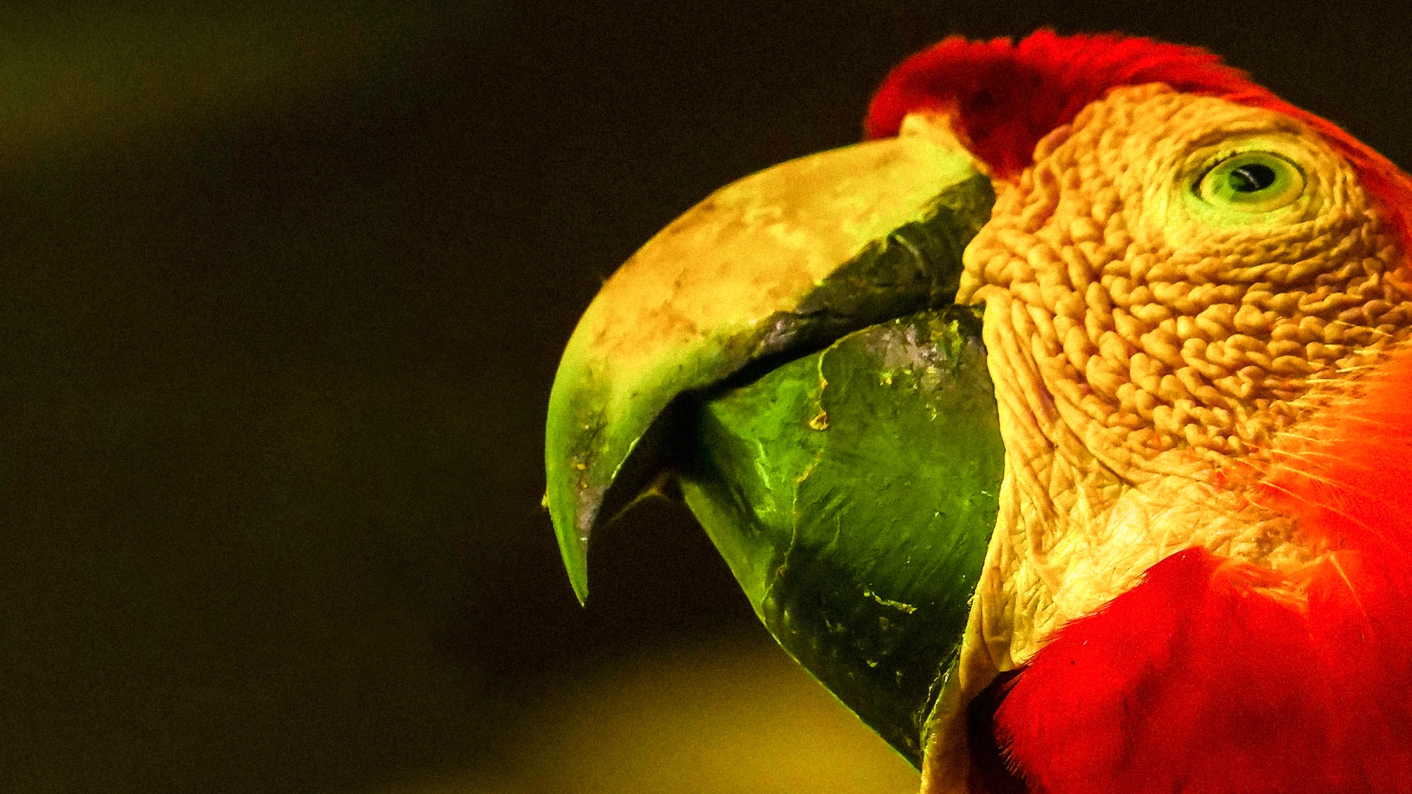 Wild Perù. La legge della giungla Ep.2