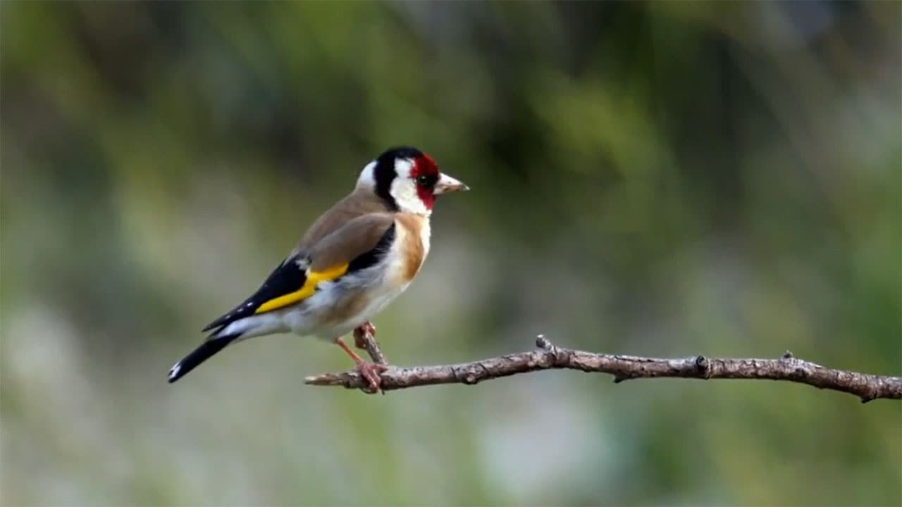 Wild Italy - S8E4 - Ritorno al passato