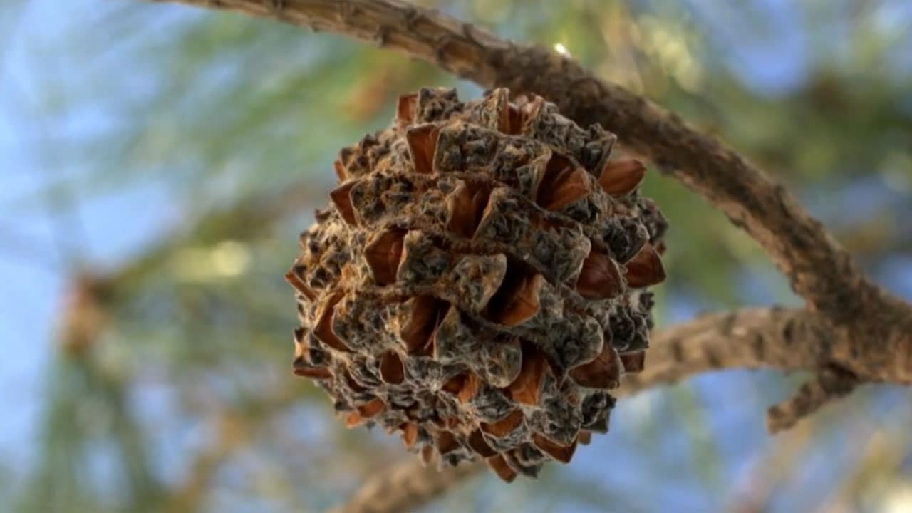 Lo strabiliante mondo delle piante - E3 - Diffusione