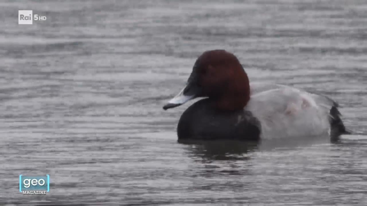 Geo Magazine - 08/09/2025