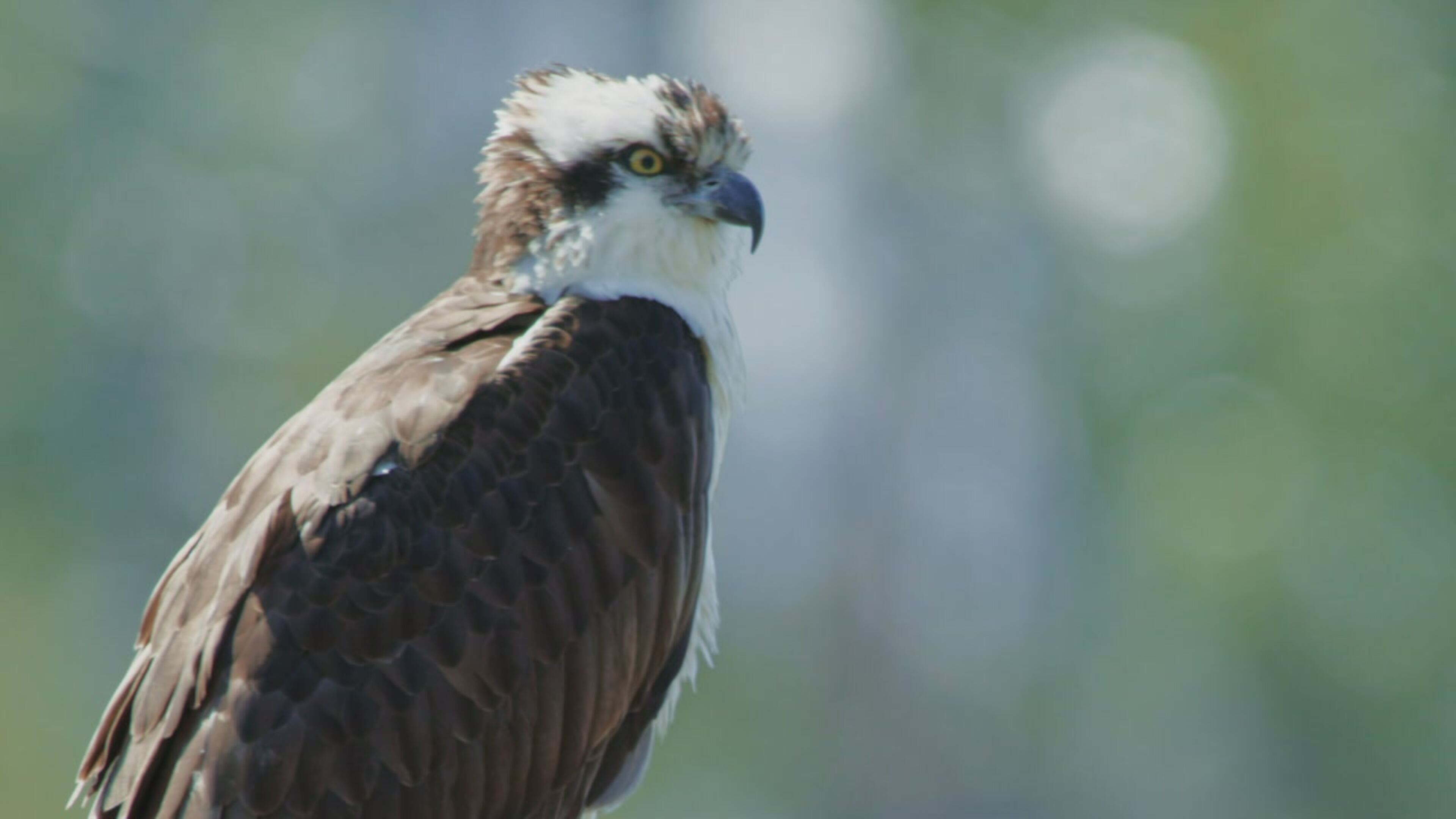 Le meraviglie del parco di Yellowstone - S1 Ep3 Una vita in volo