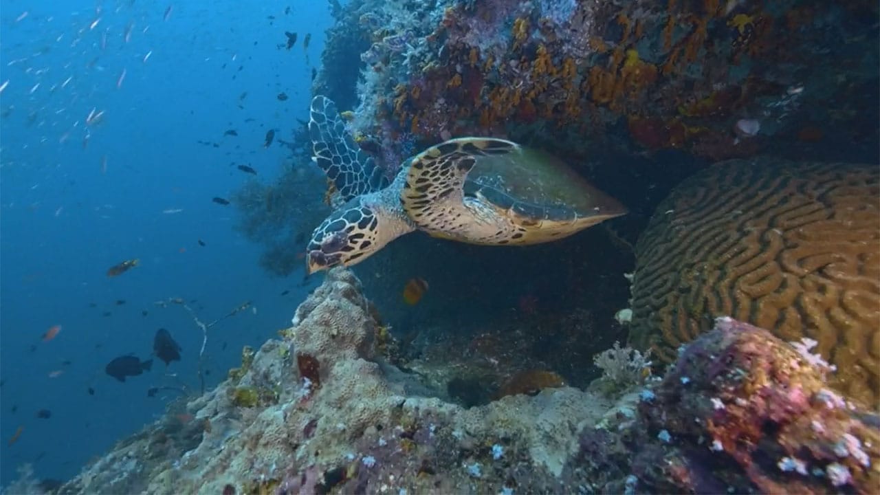 Into The Blue S1E2 - Raja Ampat