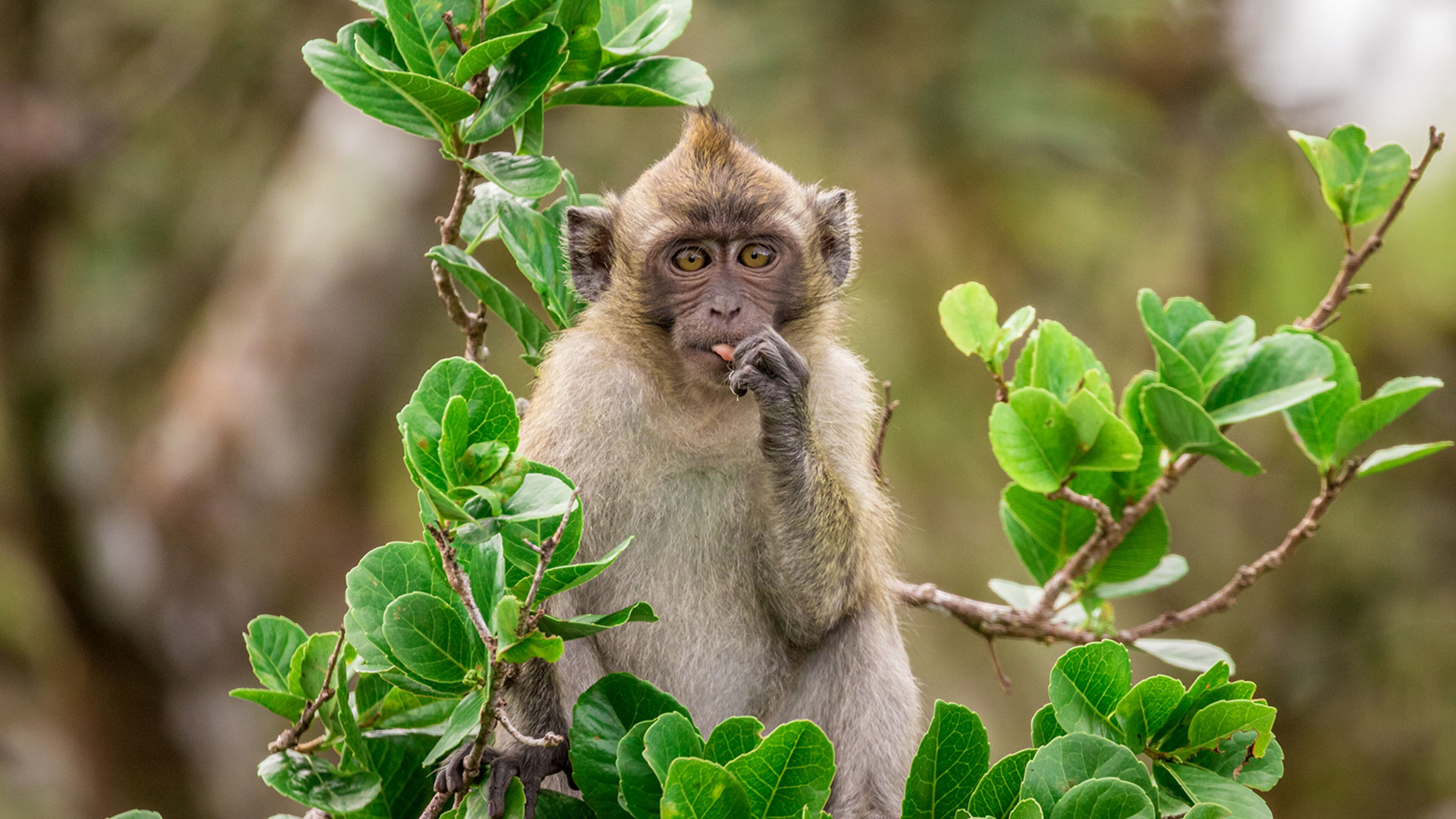 L' oceano indiano e le sue isole-simbolo - S1 Ep2