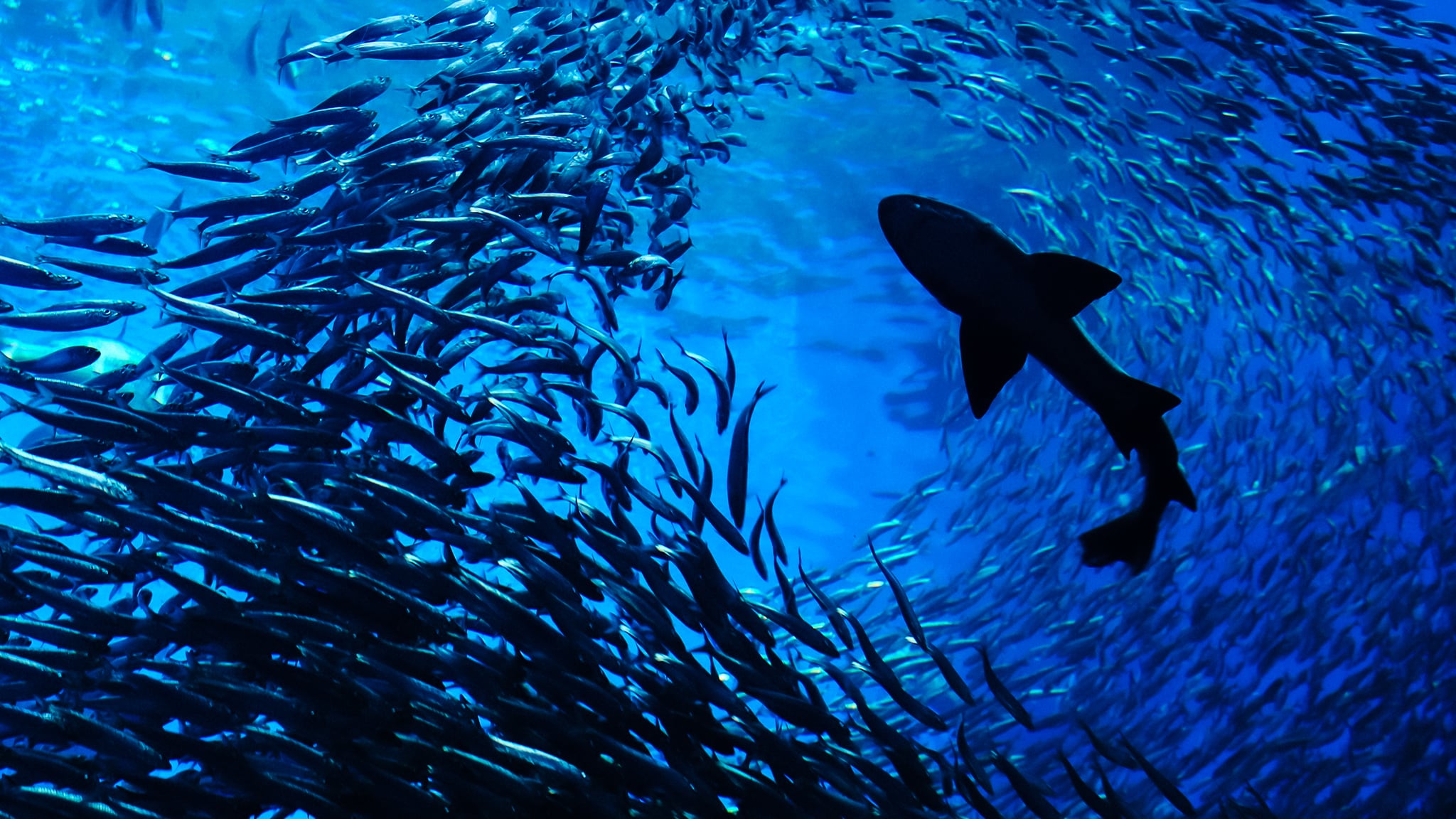 Cacciatori del Mediterraneo ep.2