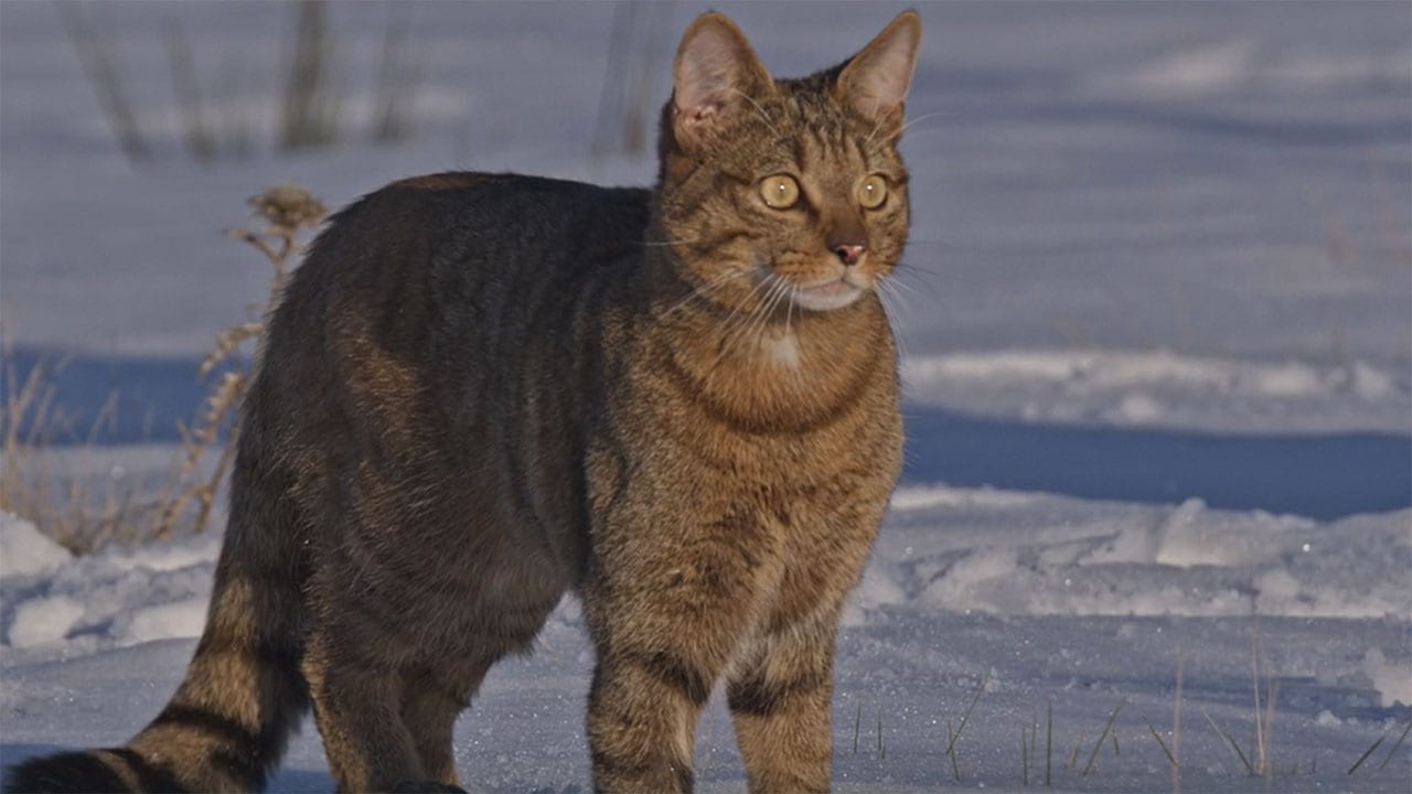 Cacciatori del Mediterraneo - S1E1 - Strategie di predatori e prede