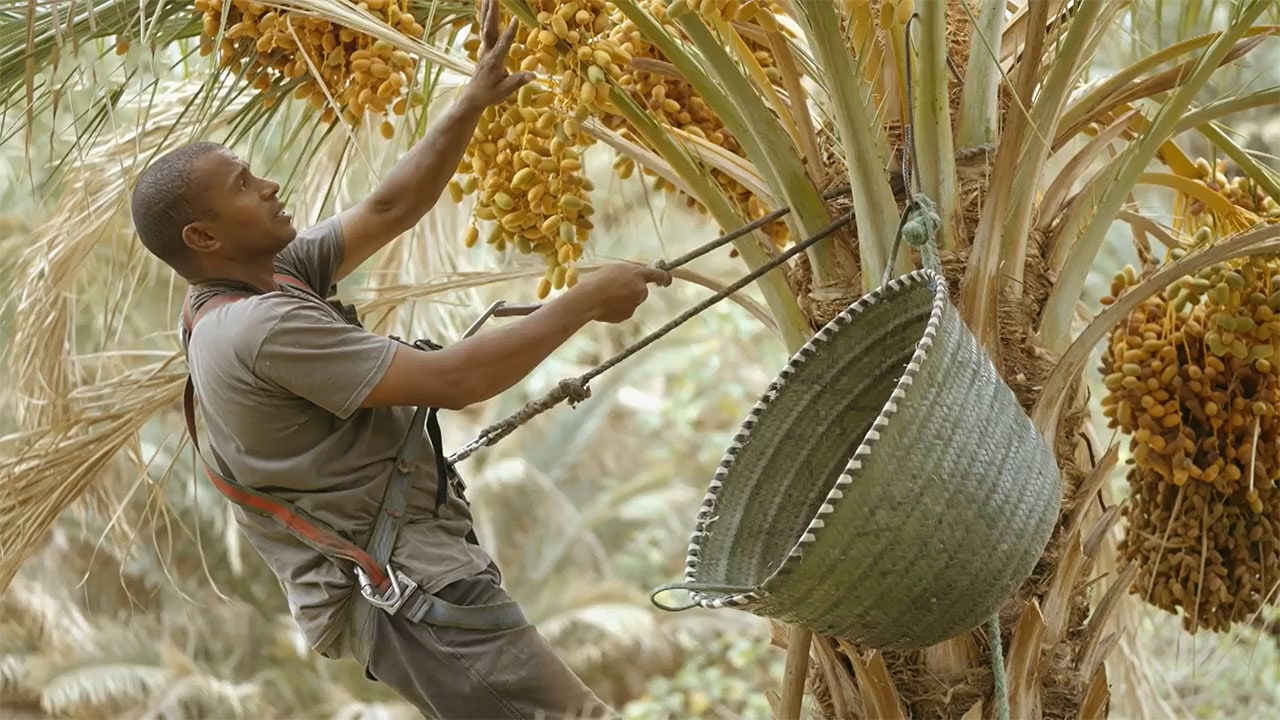 Oasi - S1E4 - Marocco - I maestri dell'acqua di Tafialet