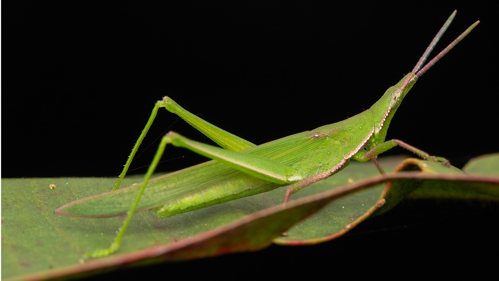 Evolution - I giochi dell'inganno