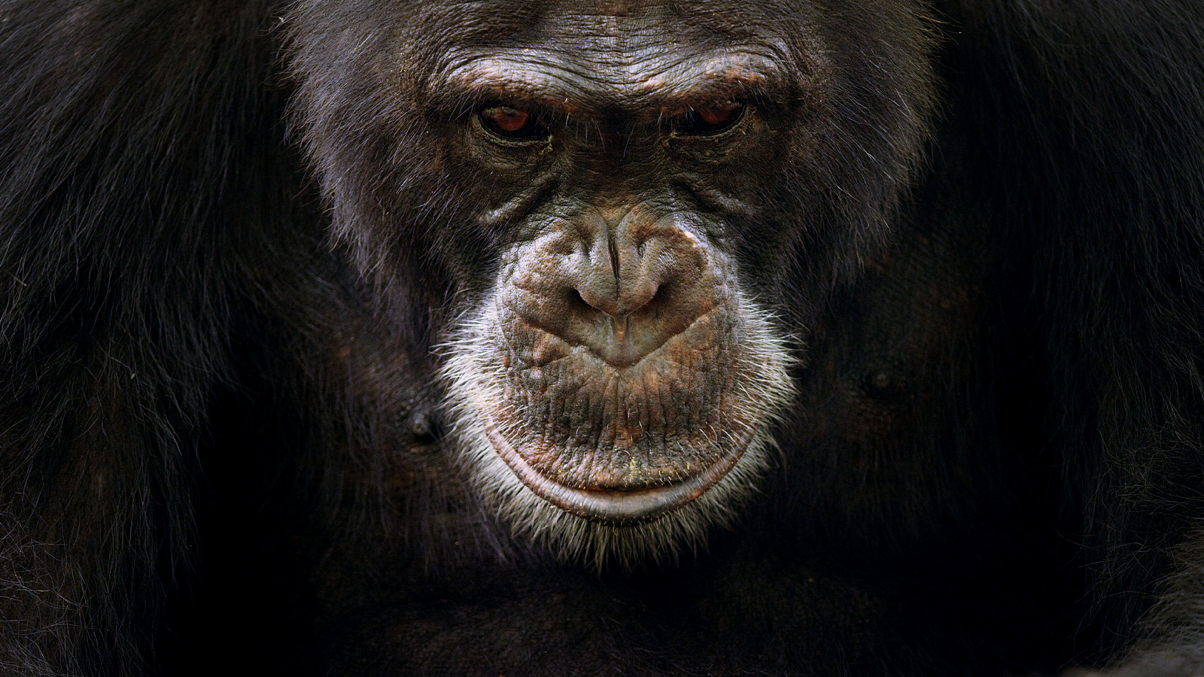 Dynasties - S1 Ep1 Scimpanze'