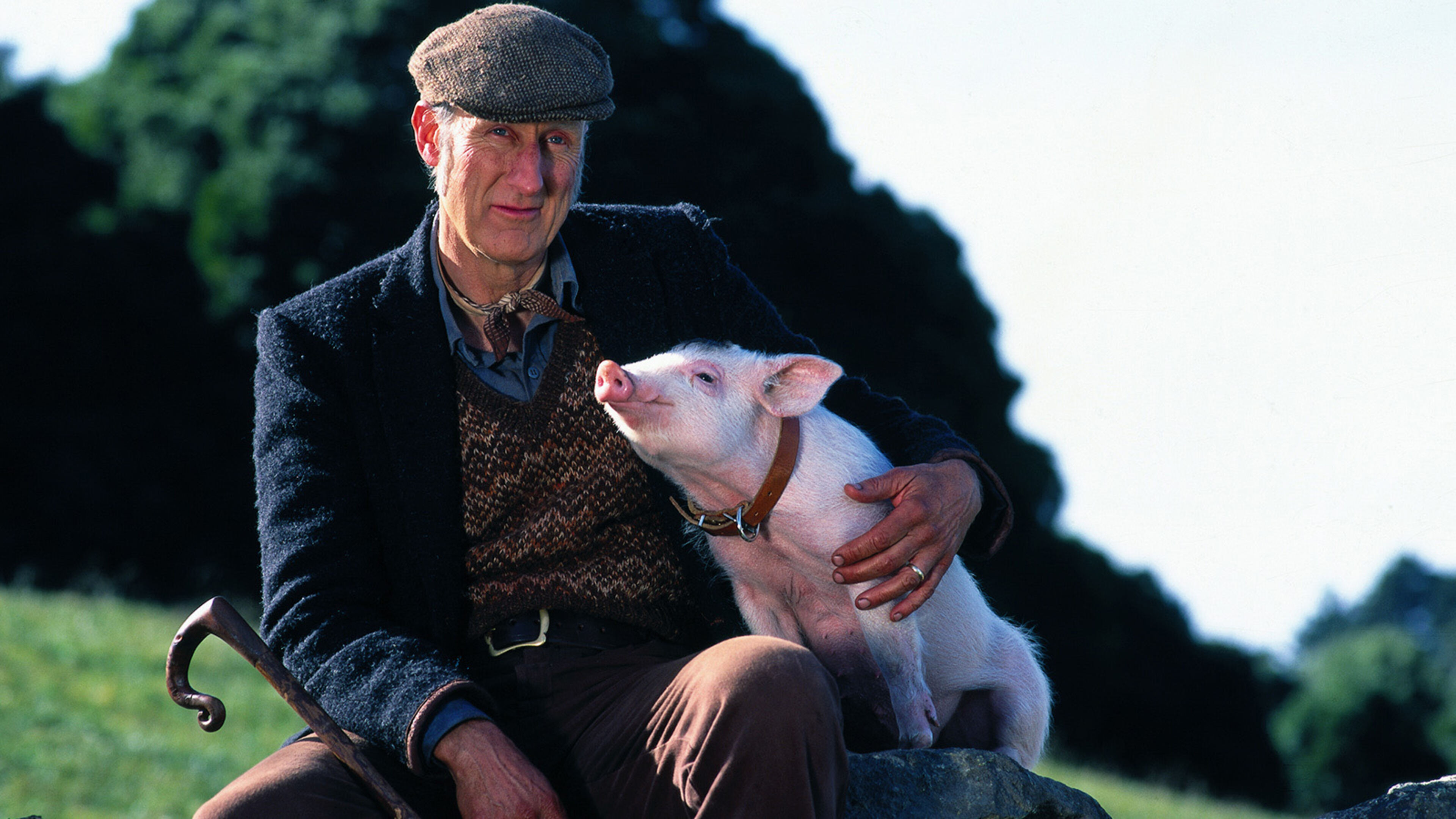 Babe: Maialino coraggioso