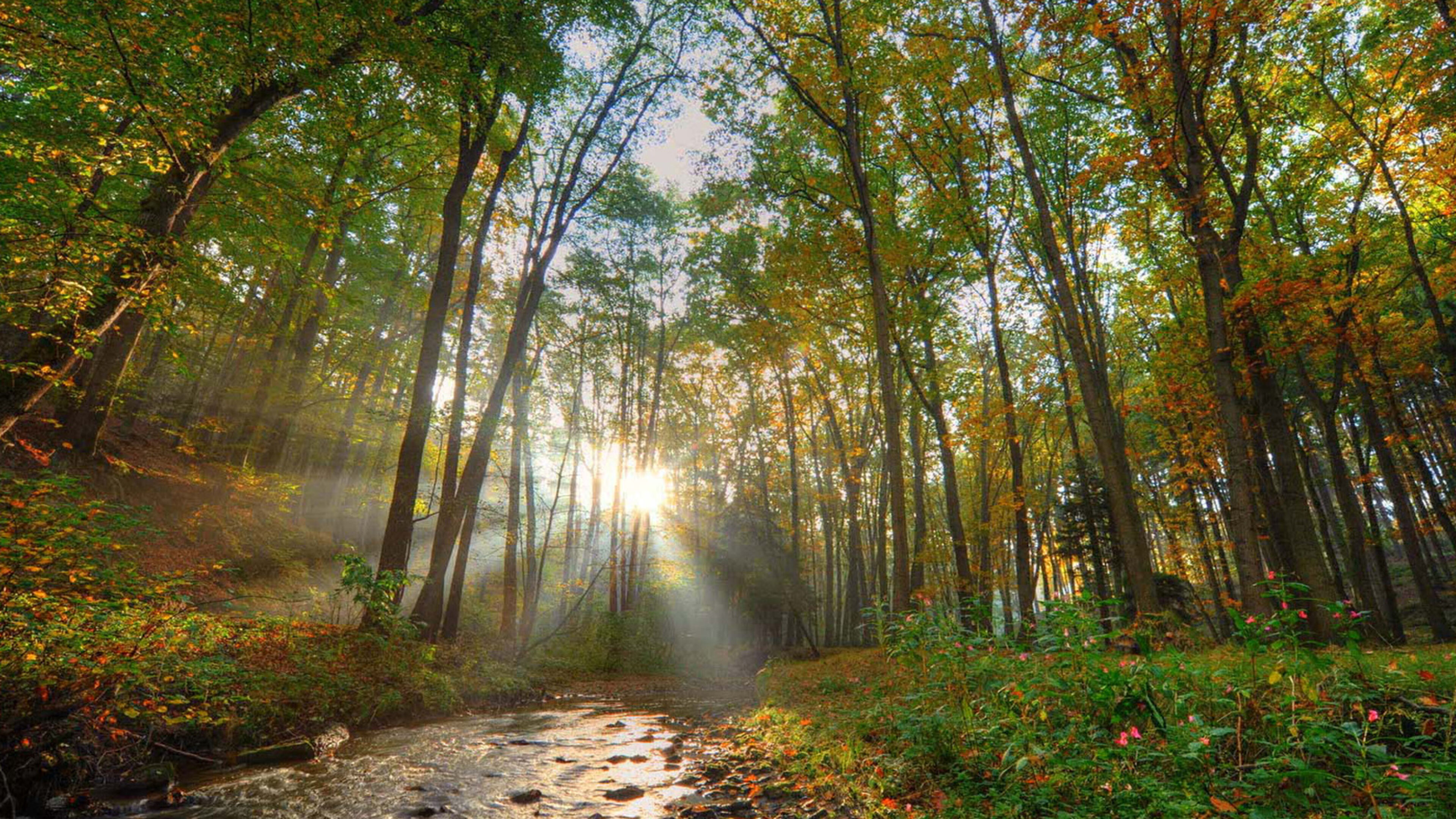 Alberi, che meraviglia! - Regia di J. Williams; DEU 2024