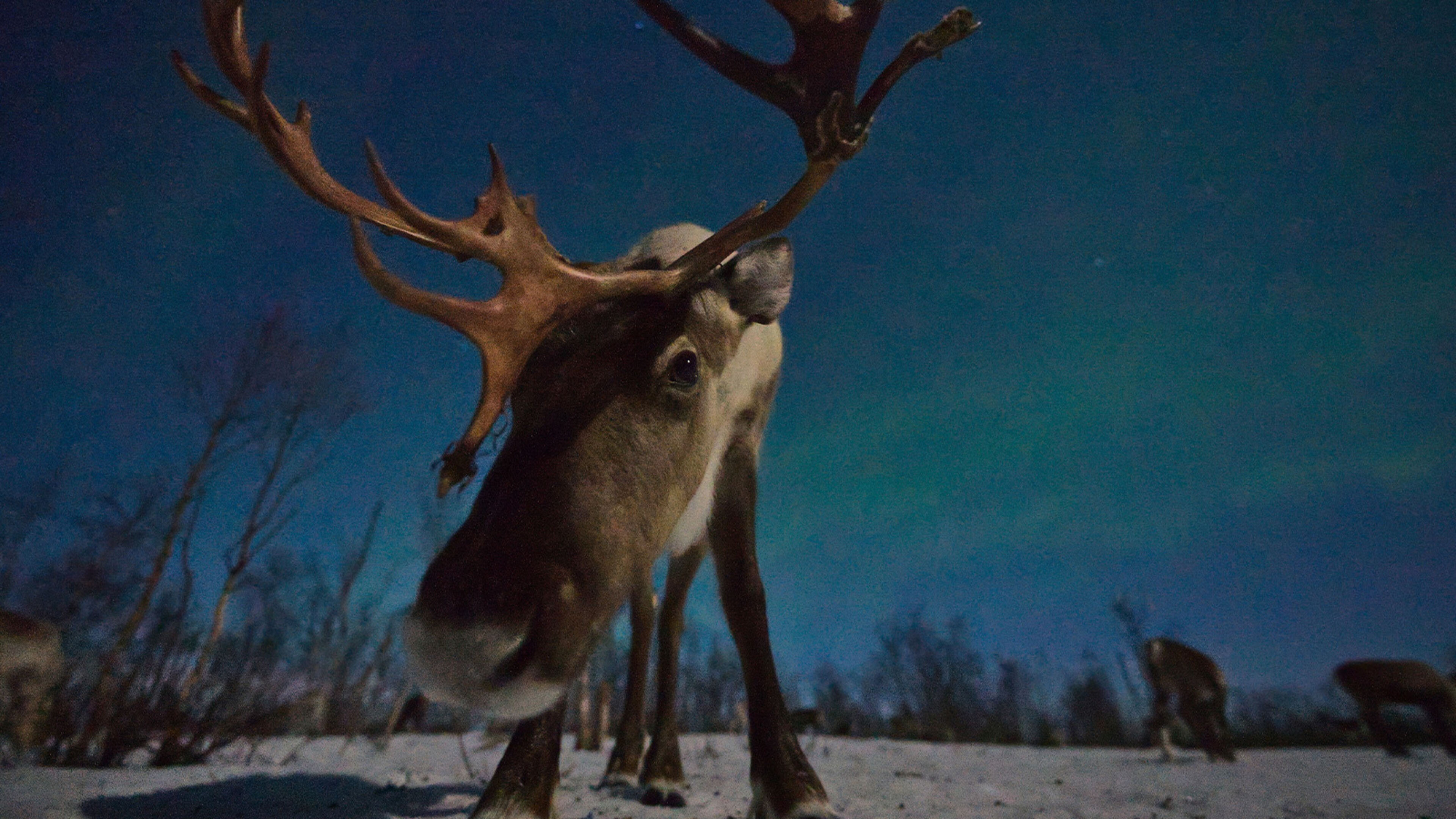 Simboli naturali del natale - Regia di H. Ostwald; AUT 2025