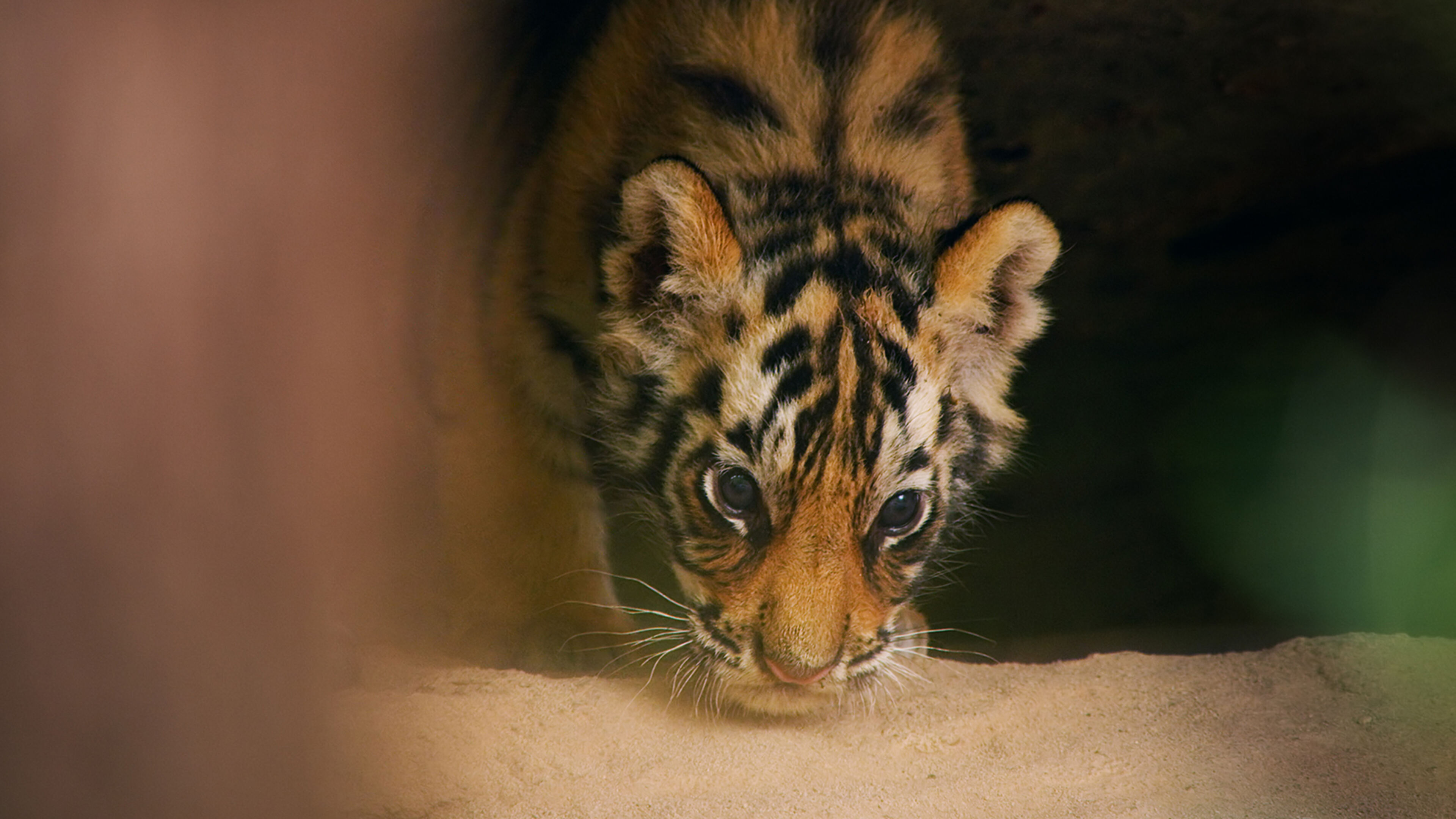 Dynasties - S1 Ep5 Tigre