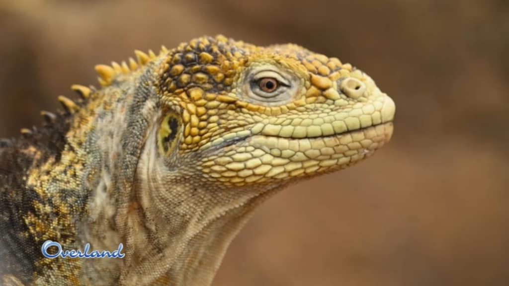 Il mondo con gli occhi di Overland - Galapagos: il più incredibile esperimento della natura - 03/09/2024