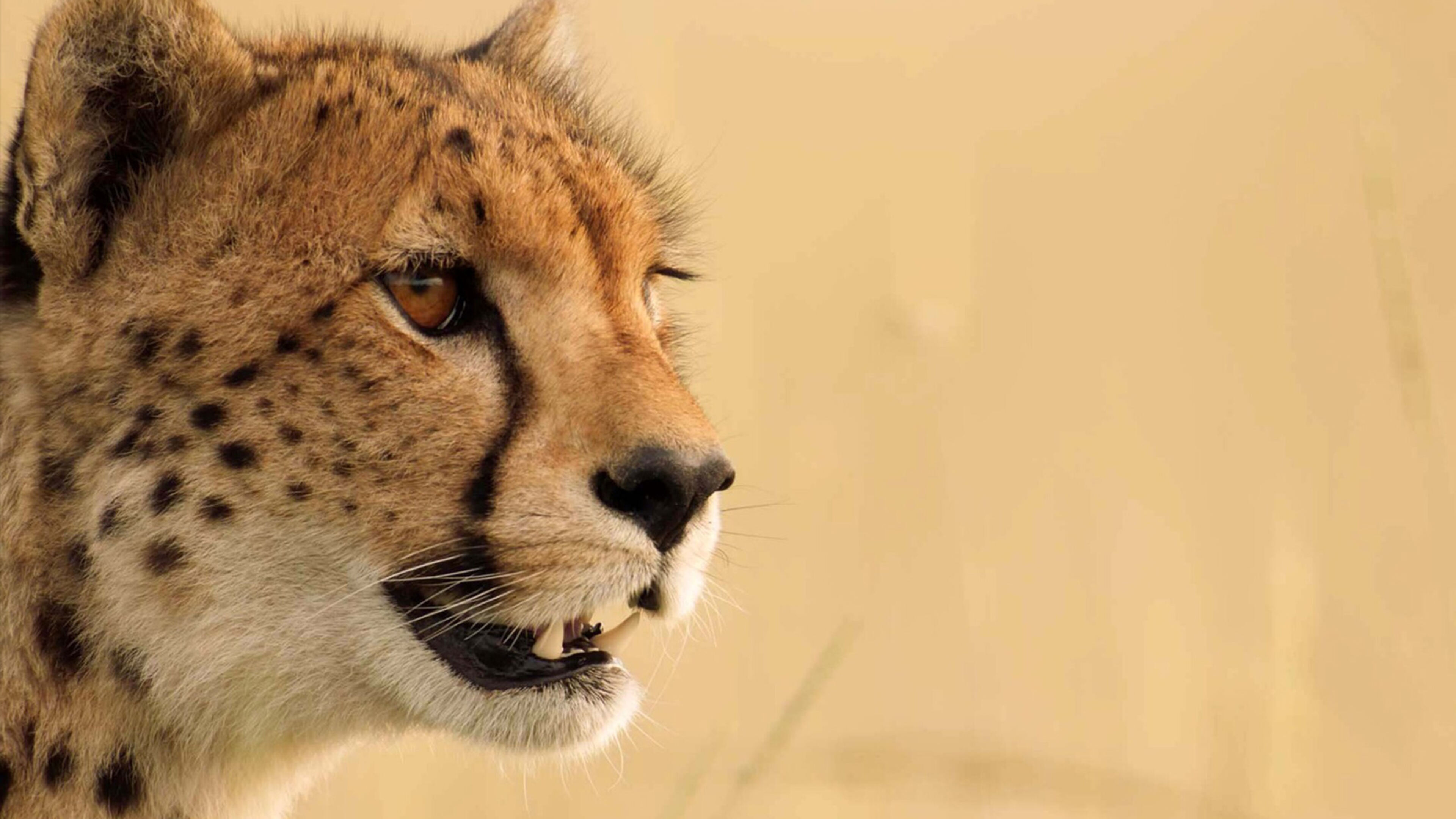 Dynasties - L'avventura della vita - S2 Ep6 Macachi