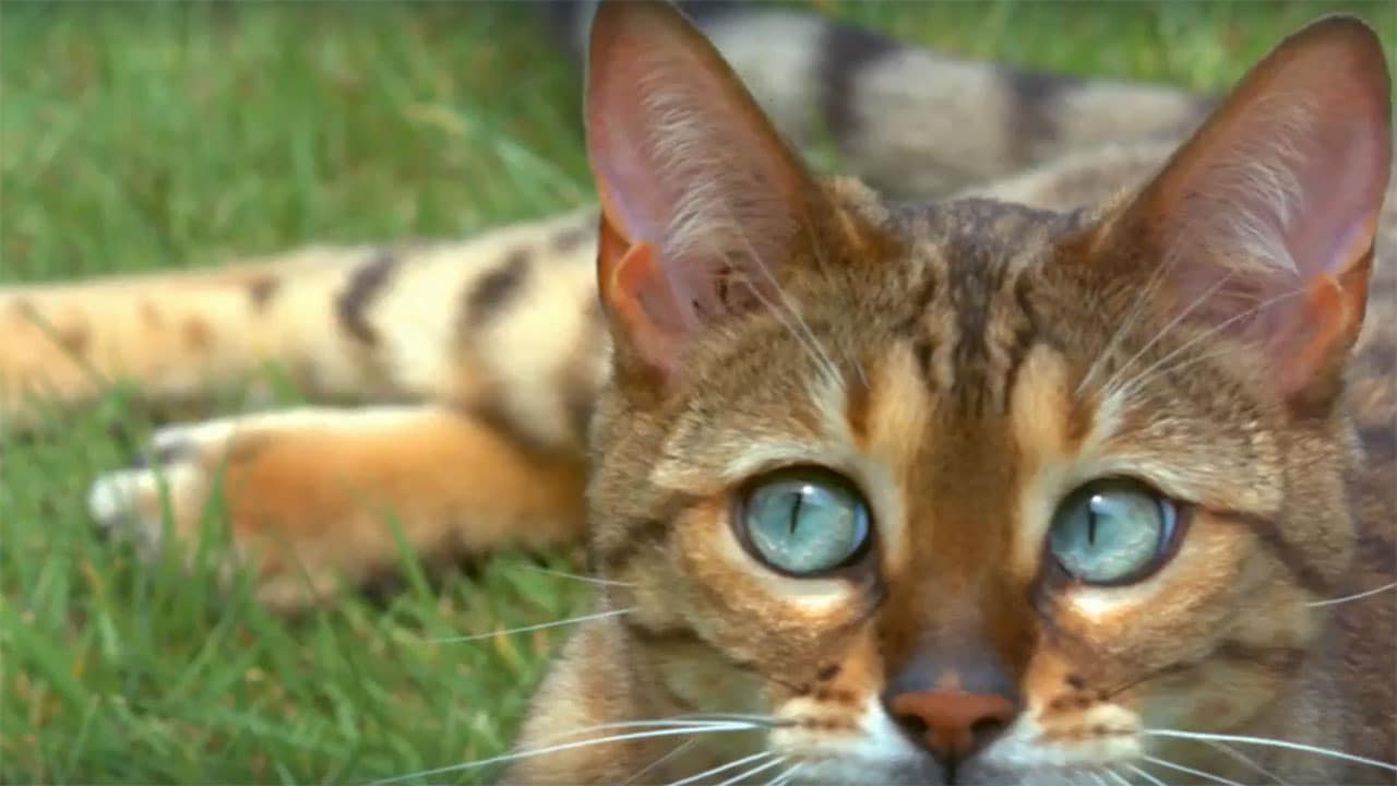 La verità sui gatti - S1E1 Una vista da gatto