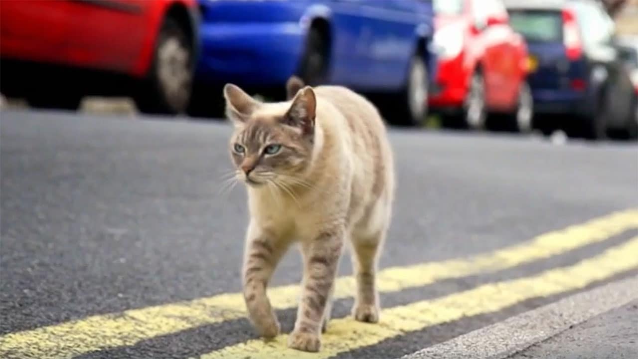 La verità sui gatti - S1E3 Il linguaggio dei gatti