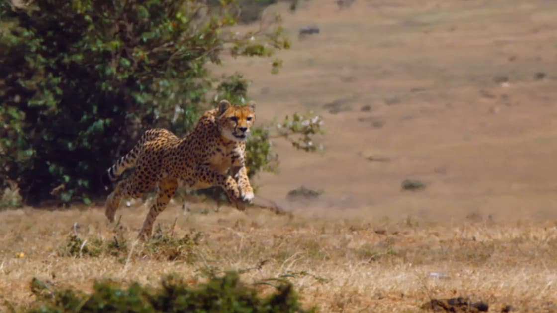 La caccia - S1E1 - La sfida più ardua