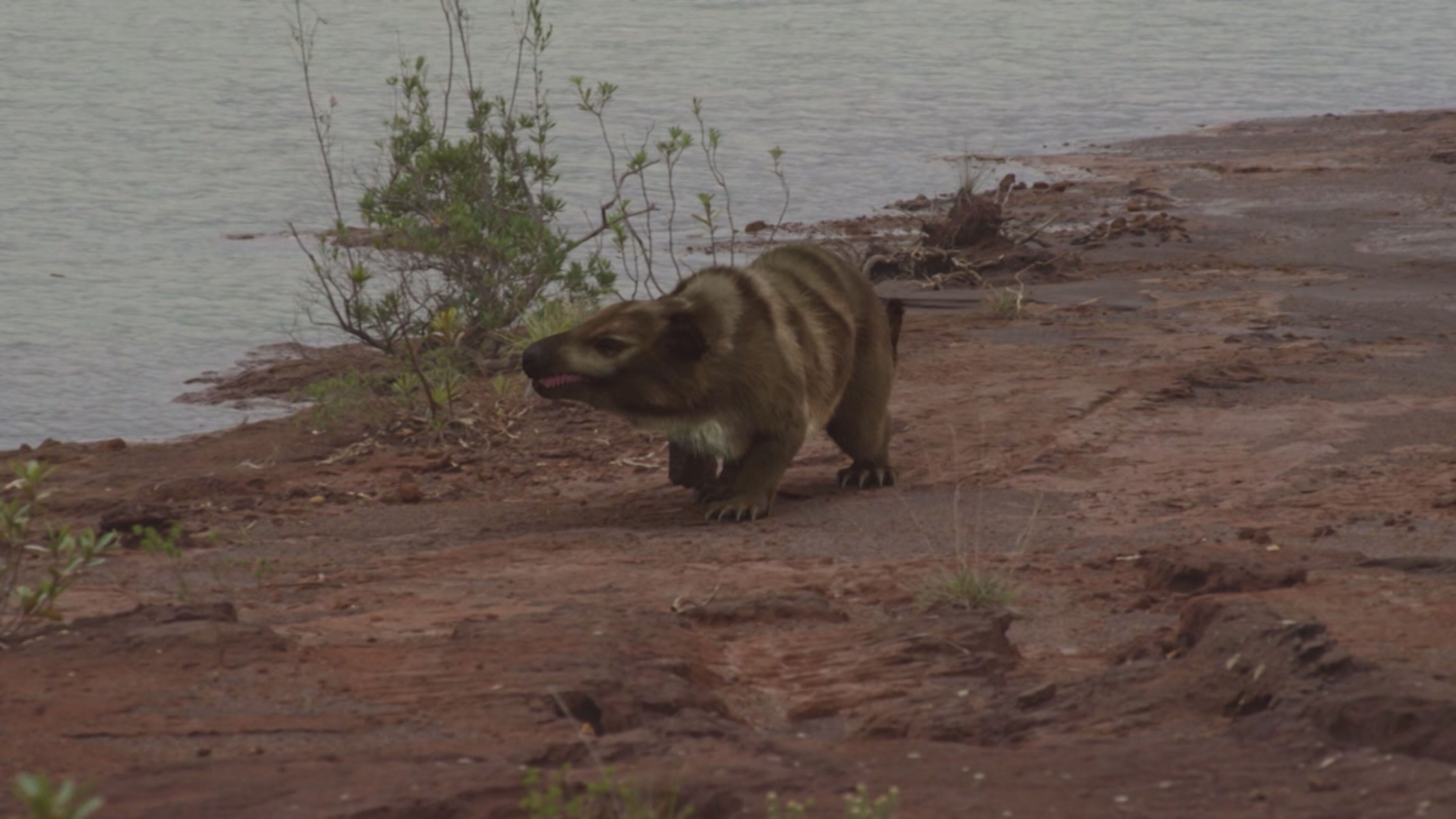 Preistoria - Quello che non sapevamo - S1 Ep3 L'alba dei mammiferi