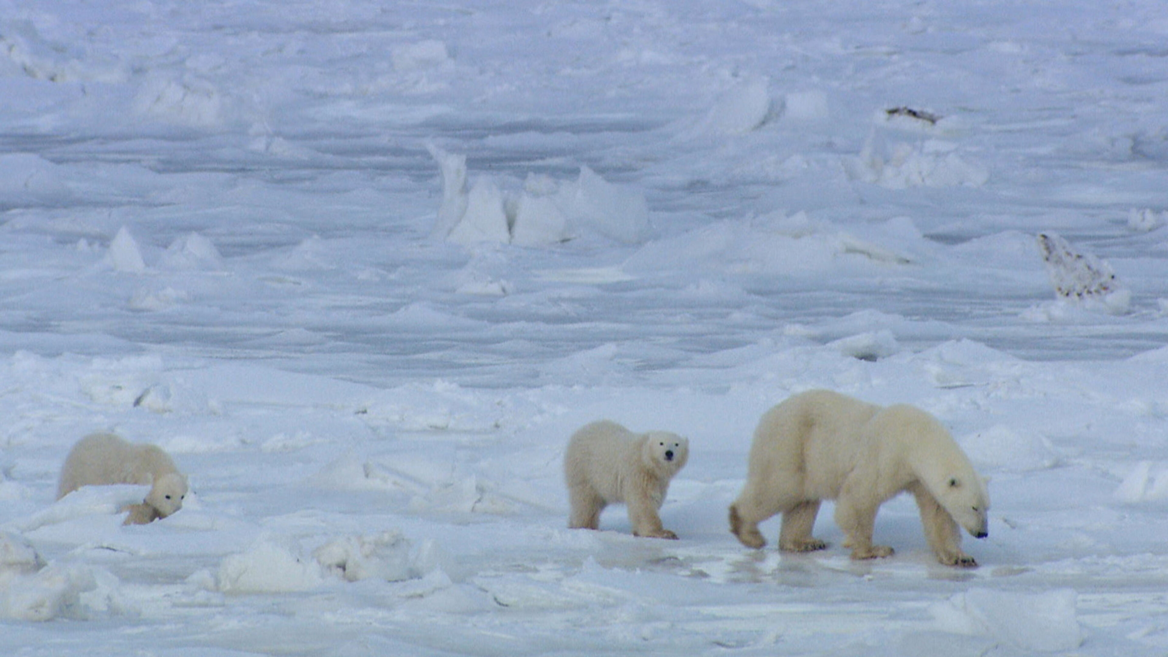 Il mondo polare - DEU 2023