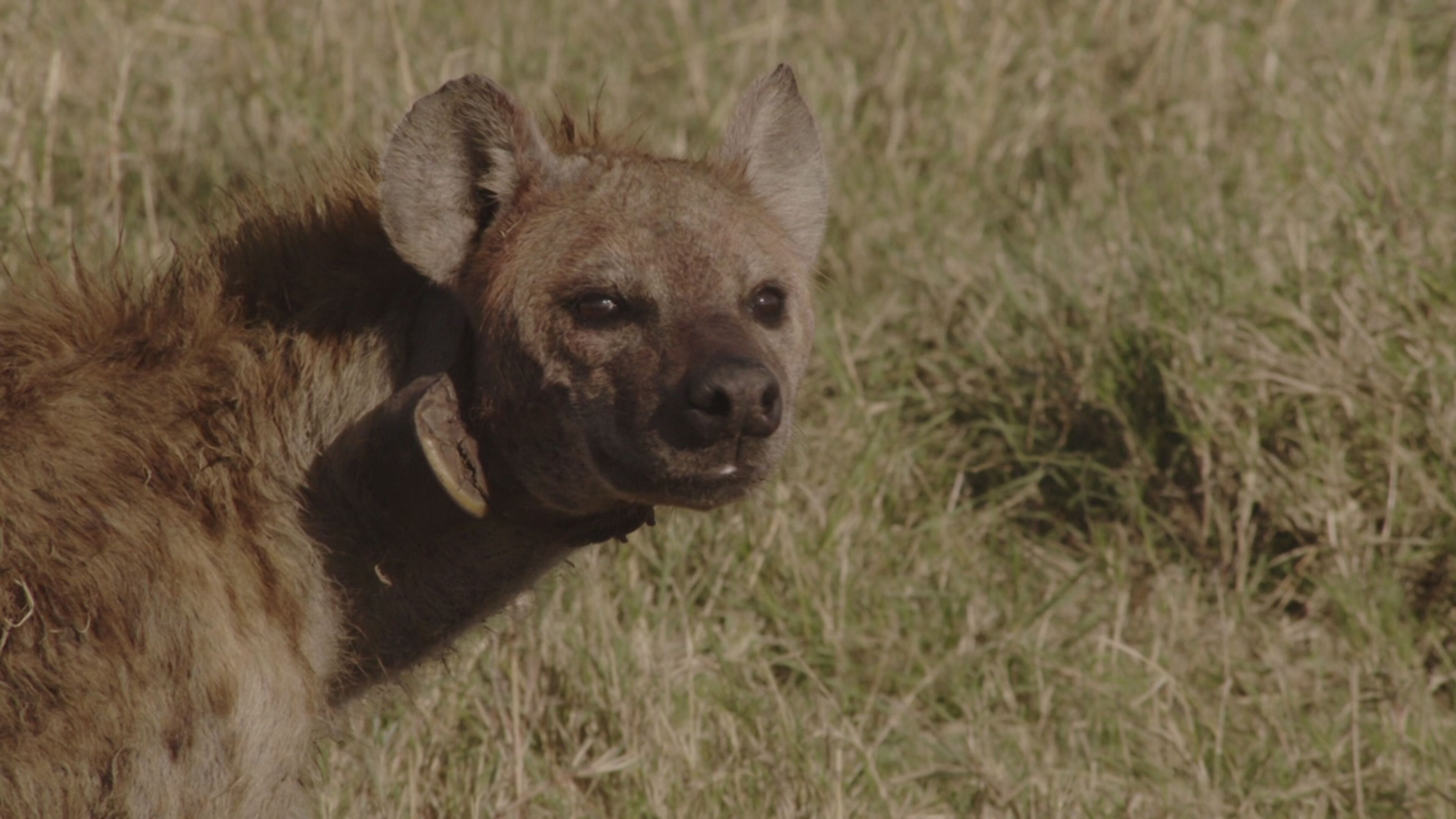 Superconnessi - Le reti sociali degli animali - S1 Ep2 Segreti di famiglia