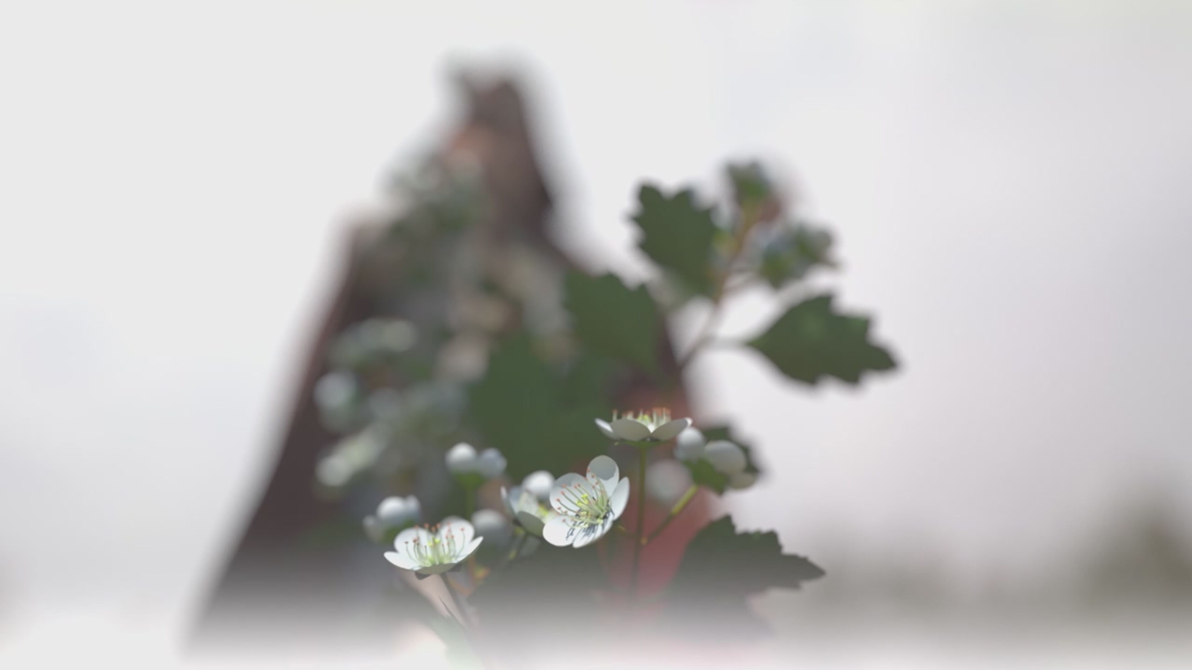 I grandi miti dell'umanità  - Misteri e rivelazioni - S1 Ep2 Il sacro graal