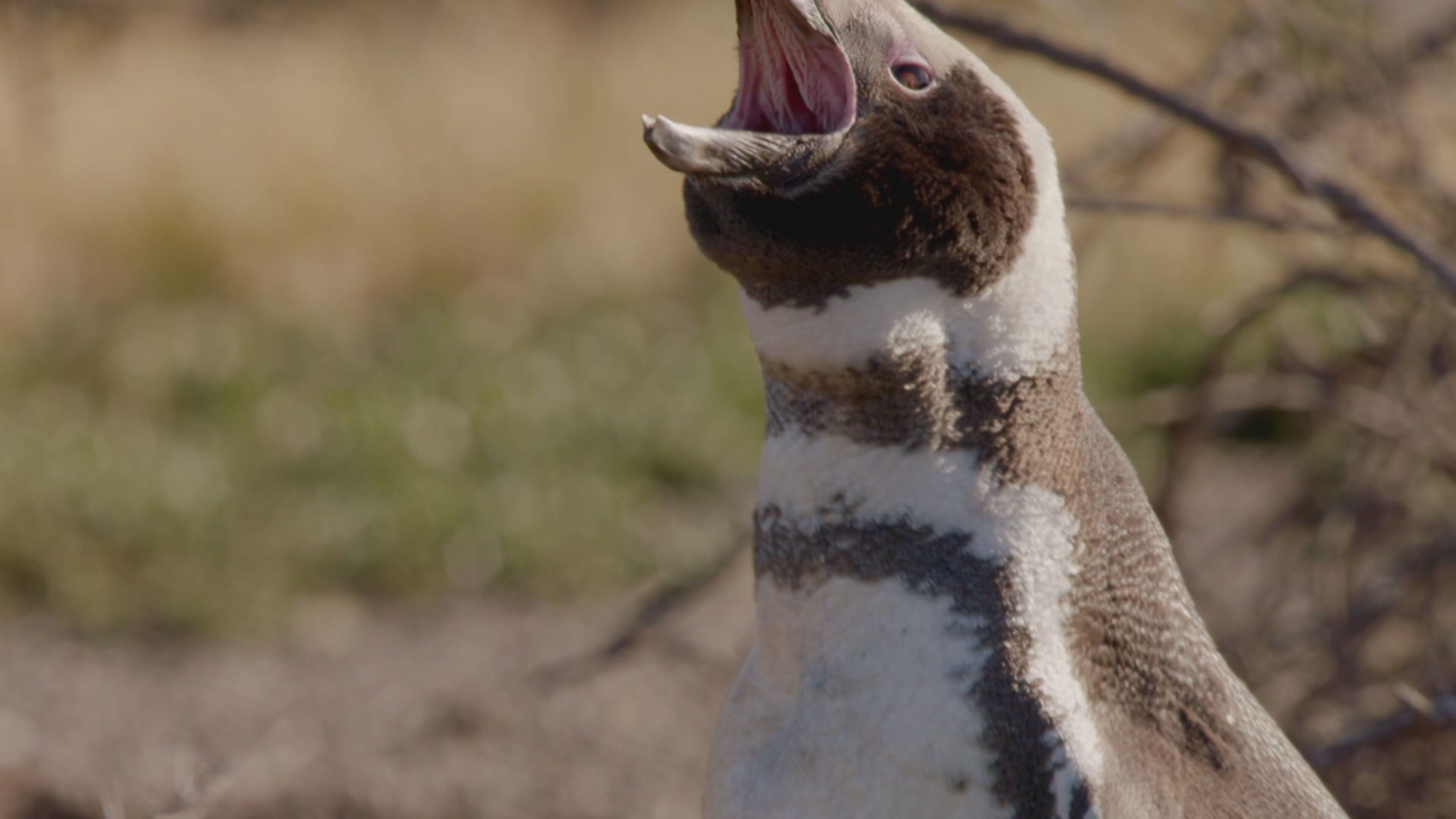 I campioni del regno animale - S1 Ep2 Gli architetti della natura