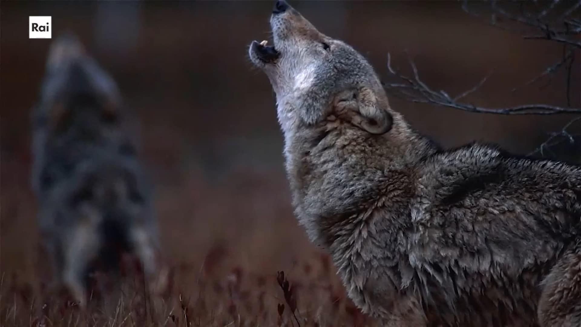 Casa Sapiens. Attento, lupo ep.9