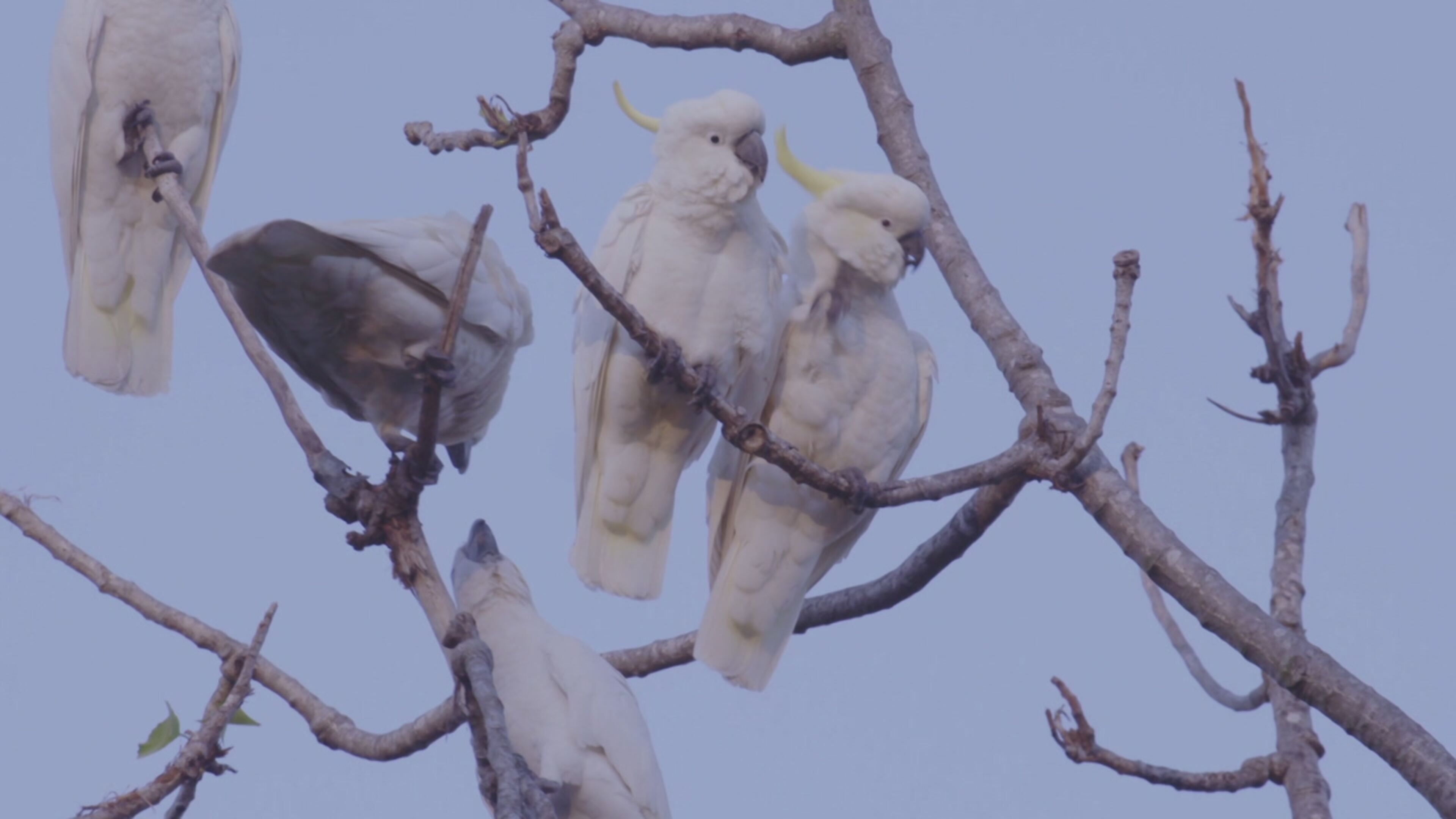 Superconnessi - Le reti sociali degli animali - S1 Ep3 Culture animali