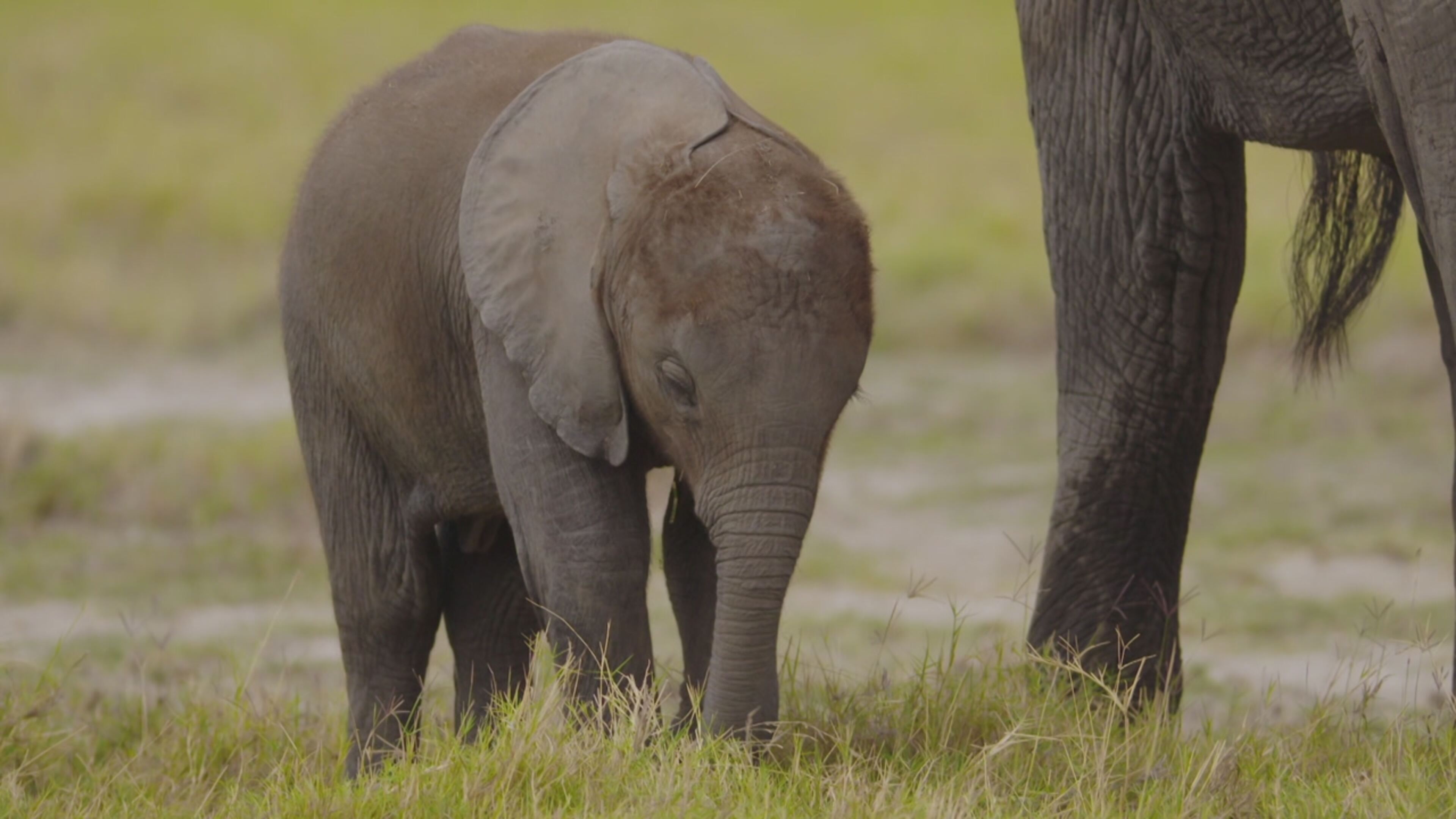 Superconnessi - Le reti sociali degli animali - S1 Ep5 Questione di personalita'