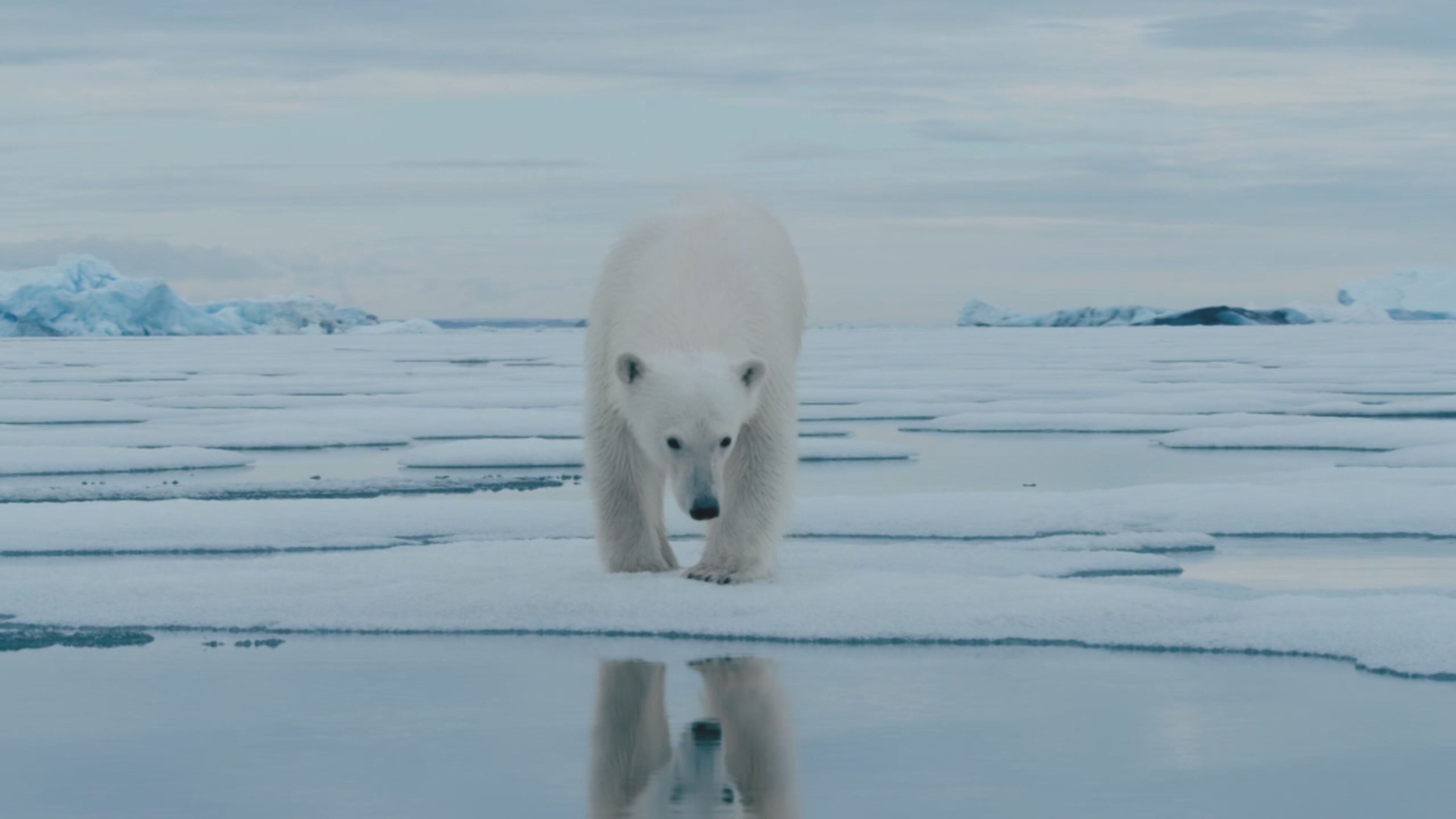 Predatori e prede - L'eterna sfida - S1 Ep6