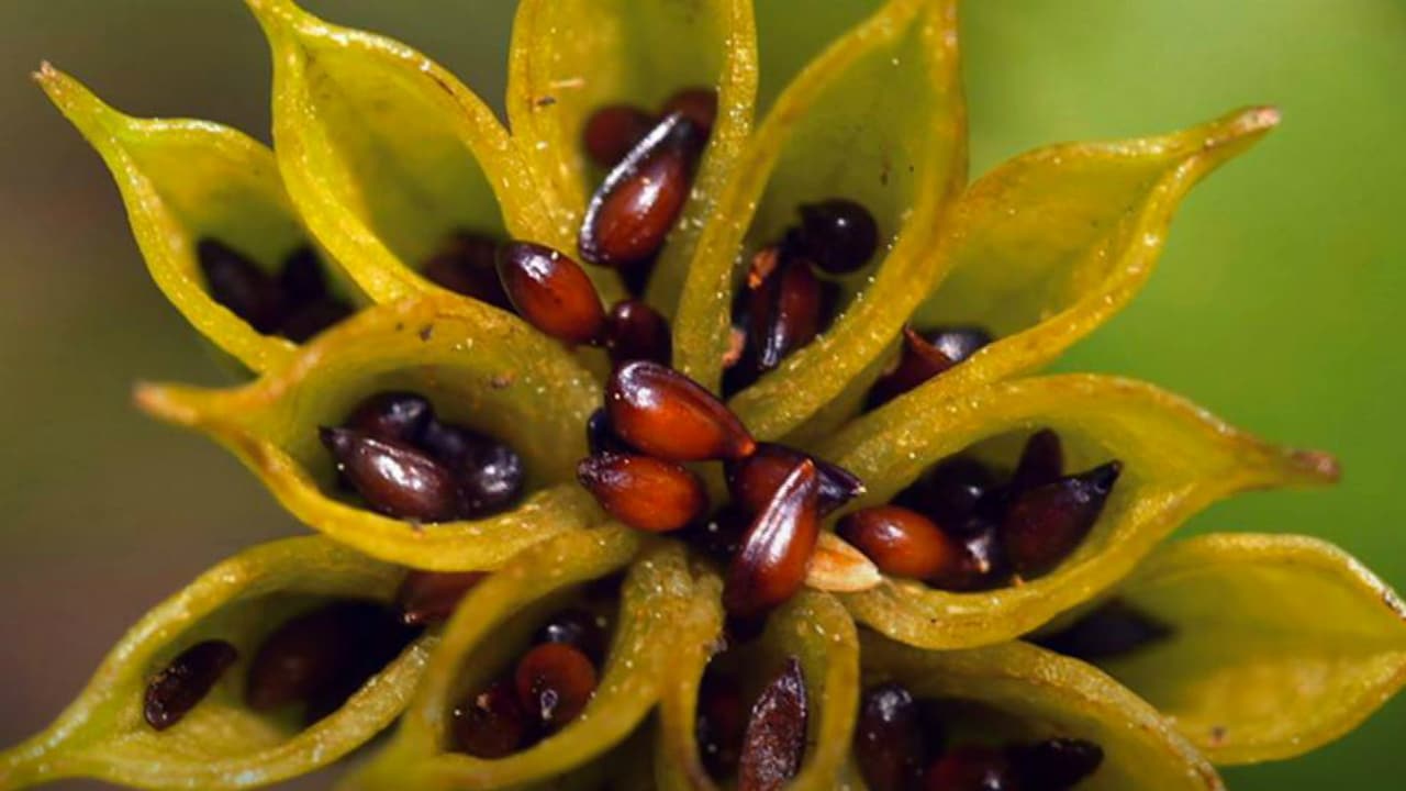 Lo strabiliante mondo delle piante - E1 - Nutrimento