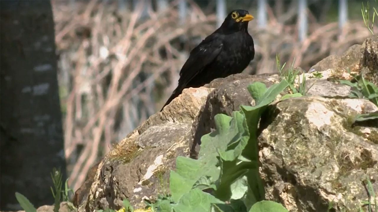 Wild Italy - S7E6 - L'antropocene, la conquista della città
