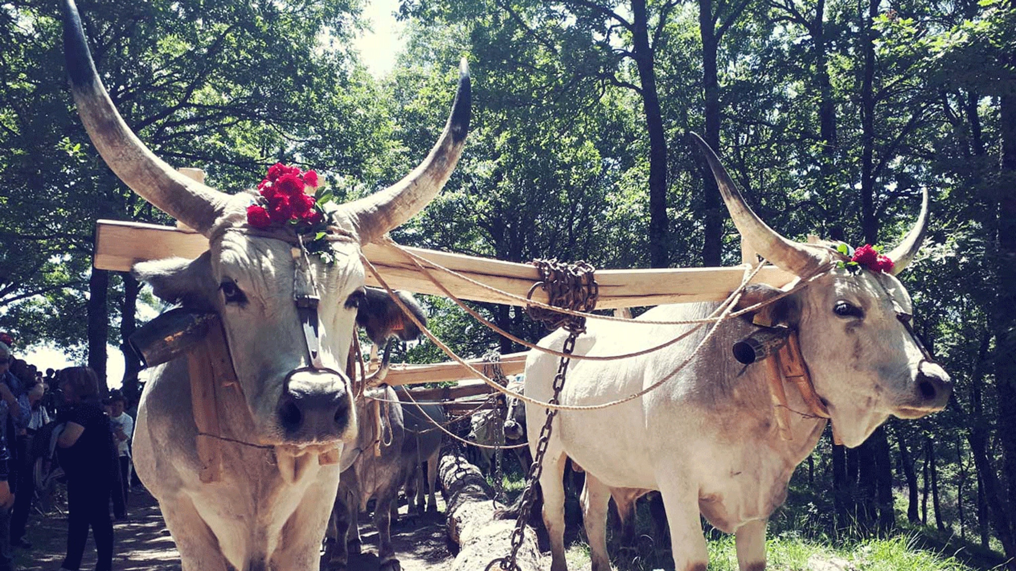 Voci di una terra - Basilicata: Le radici di una società - E4