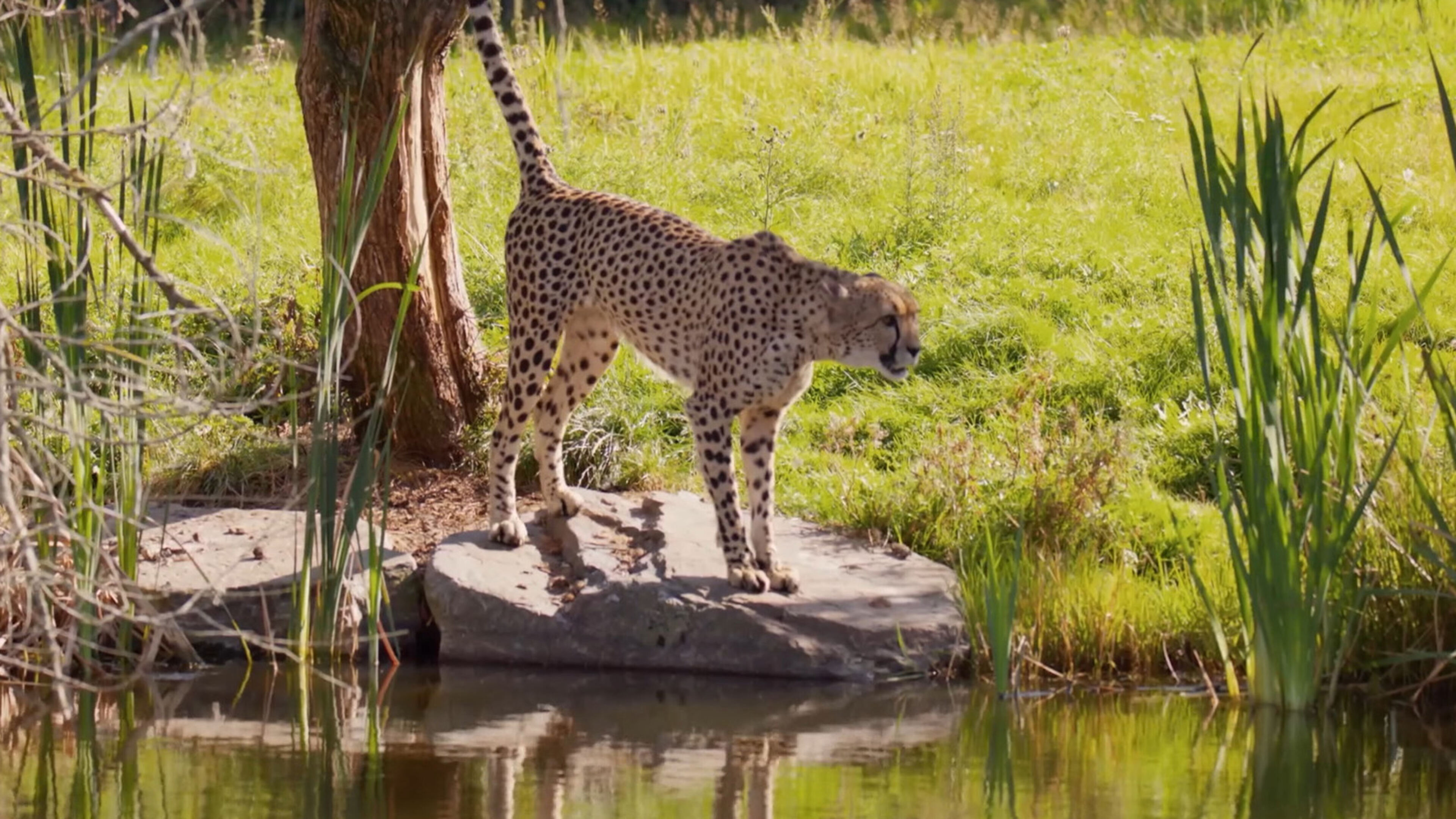 Vita e natura d'acqua dolce - S1 Ep1