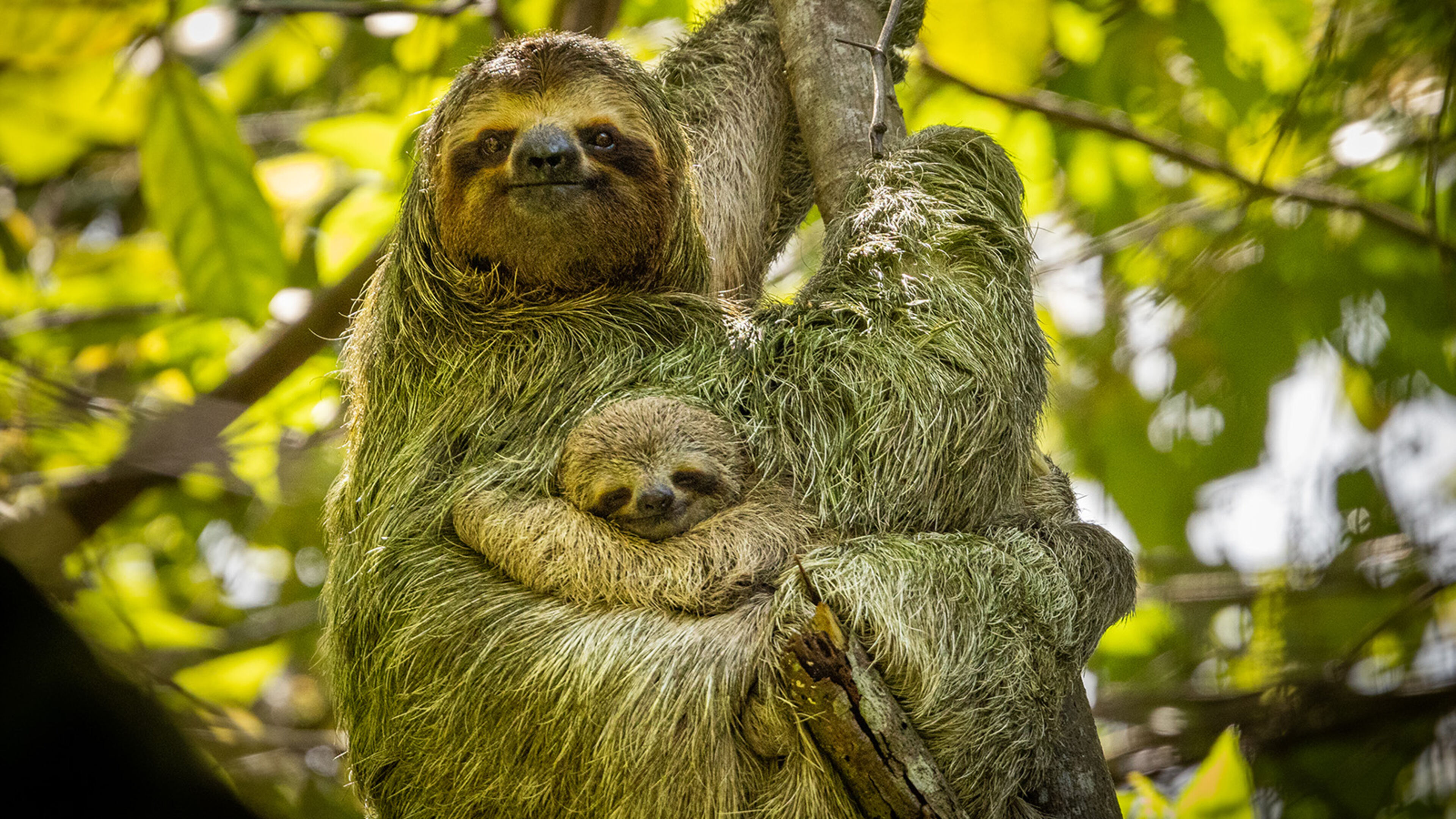 Same same - But different - Regia di I. Filatsch; AUT 2025