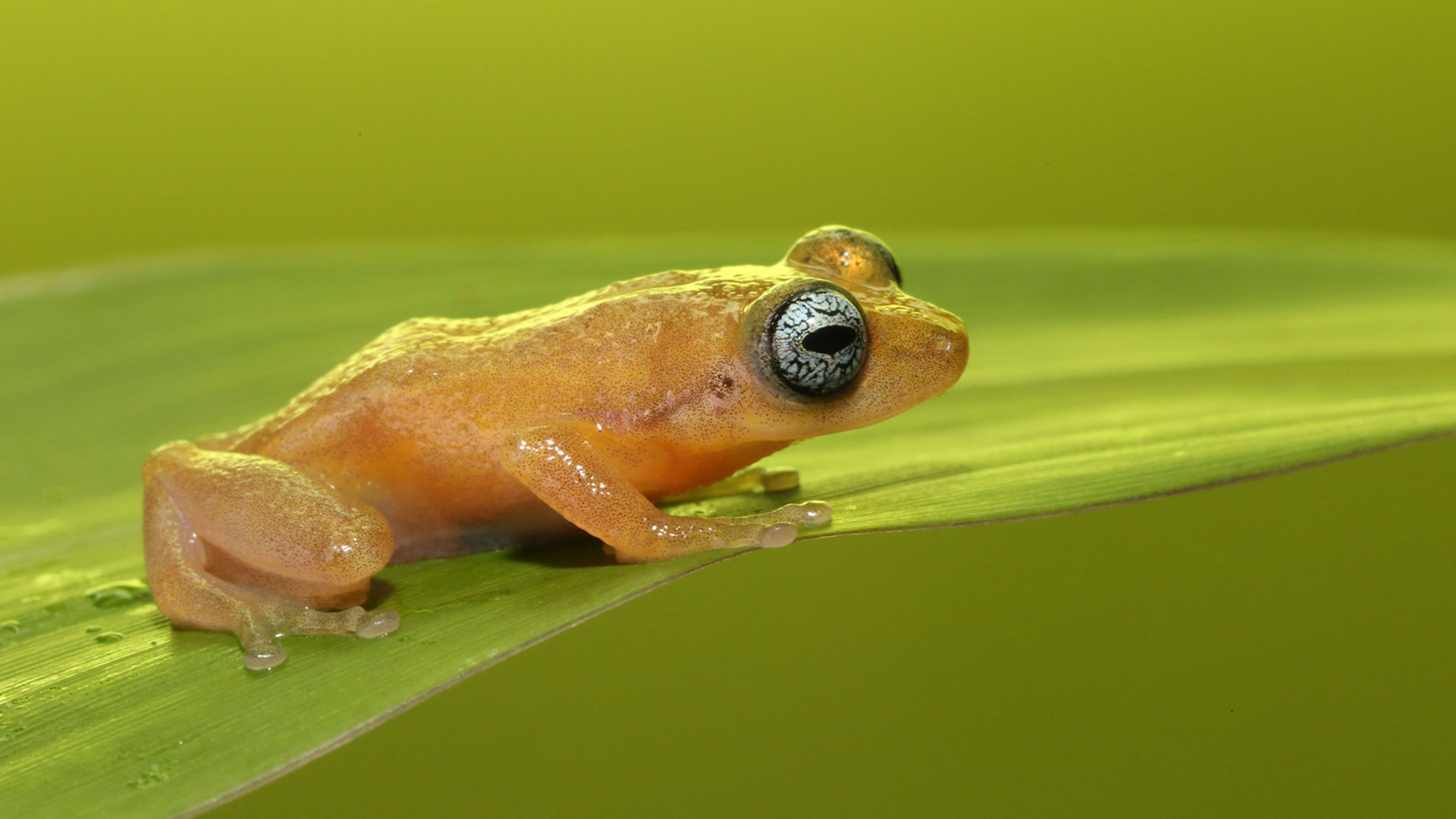La vita segreta delle rane - Regia di A. Bedi; IND 2019