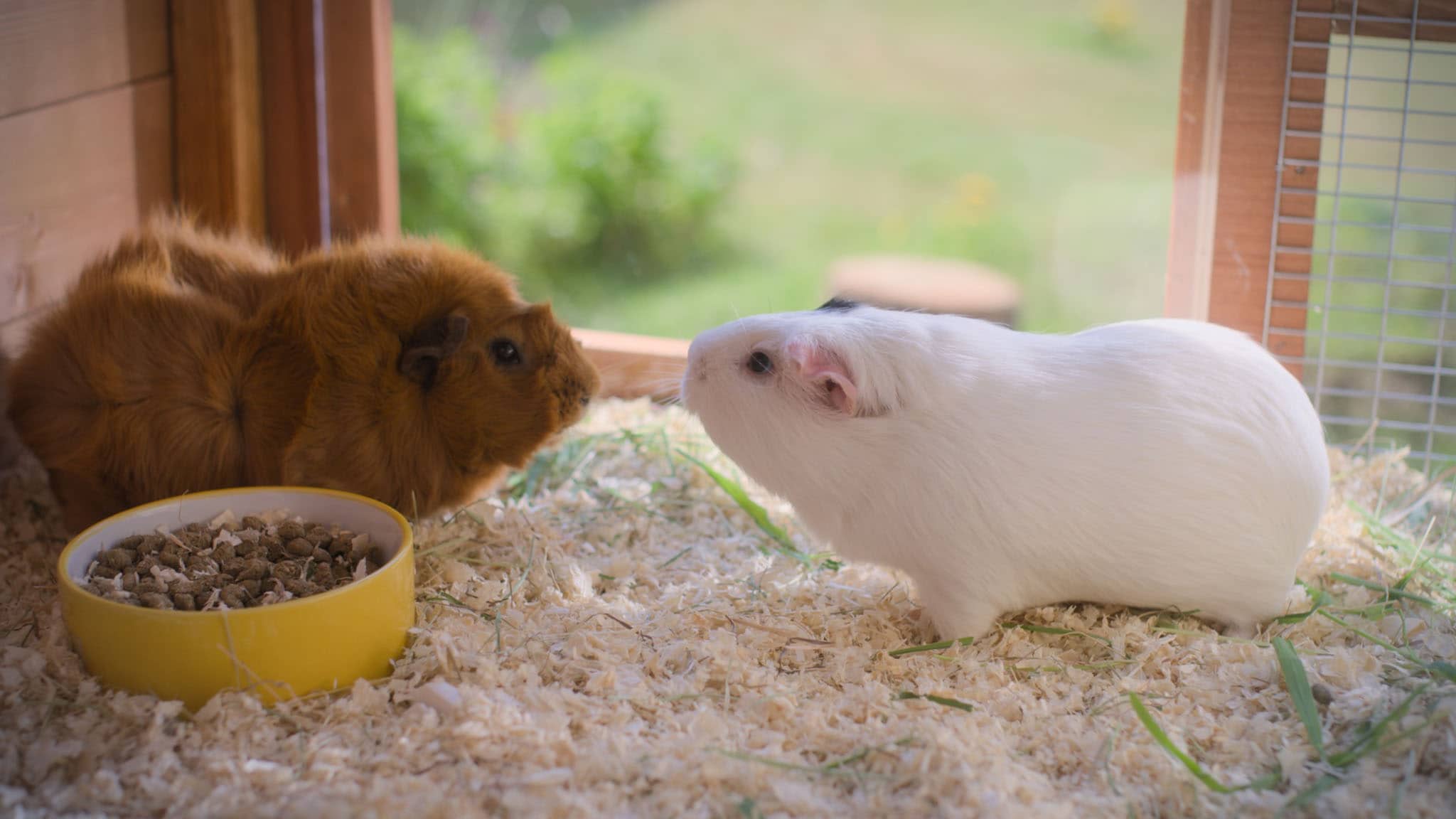 Olga da Polga - S1E14 - La nuova coinquilina di Olga