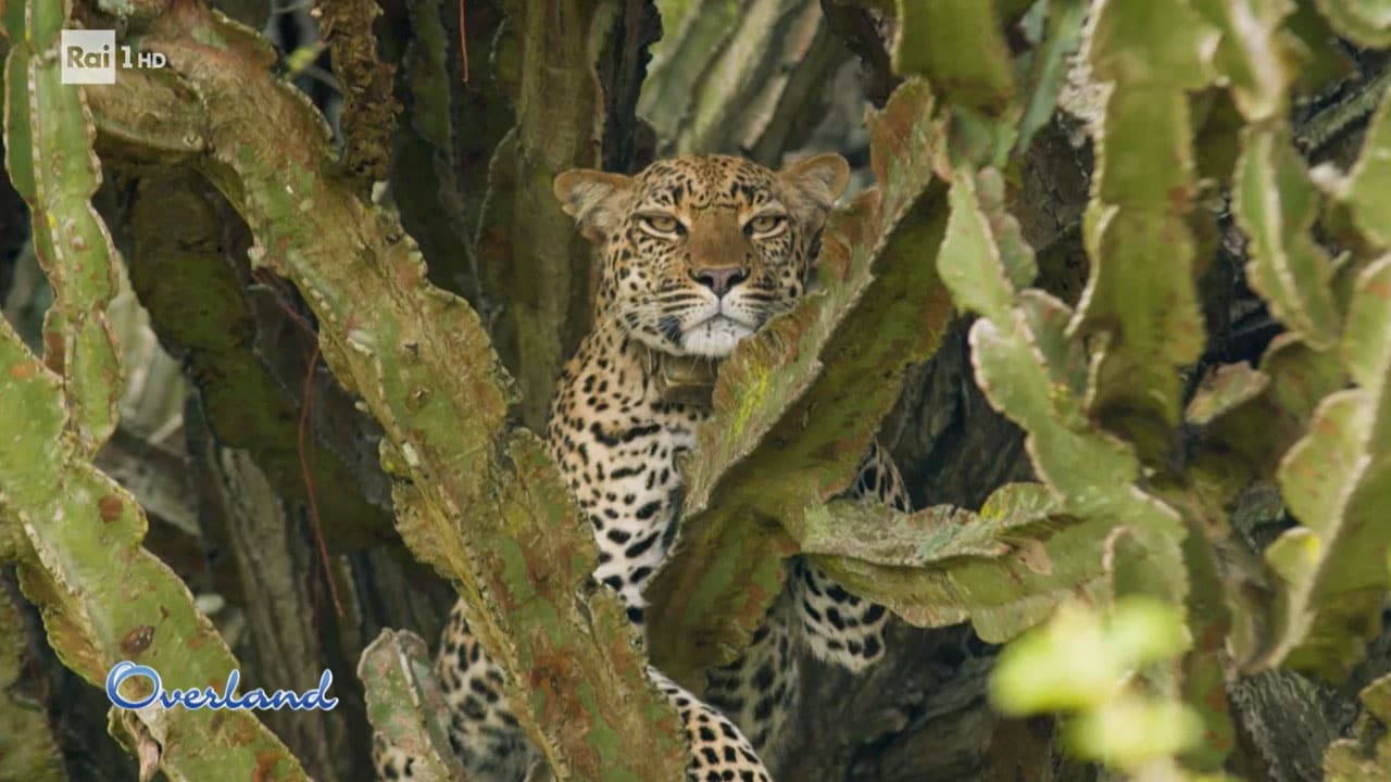 Le strade di Overland - Uganda: il cuore verde d'Africa - 19/07/2023