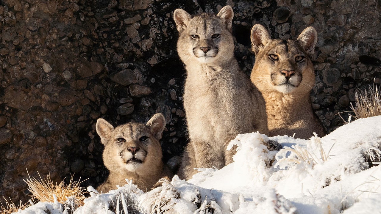 The Americas - S1E10 - La Patagonia
