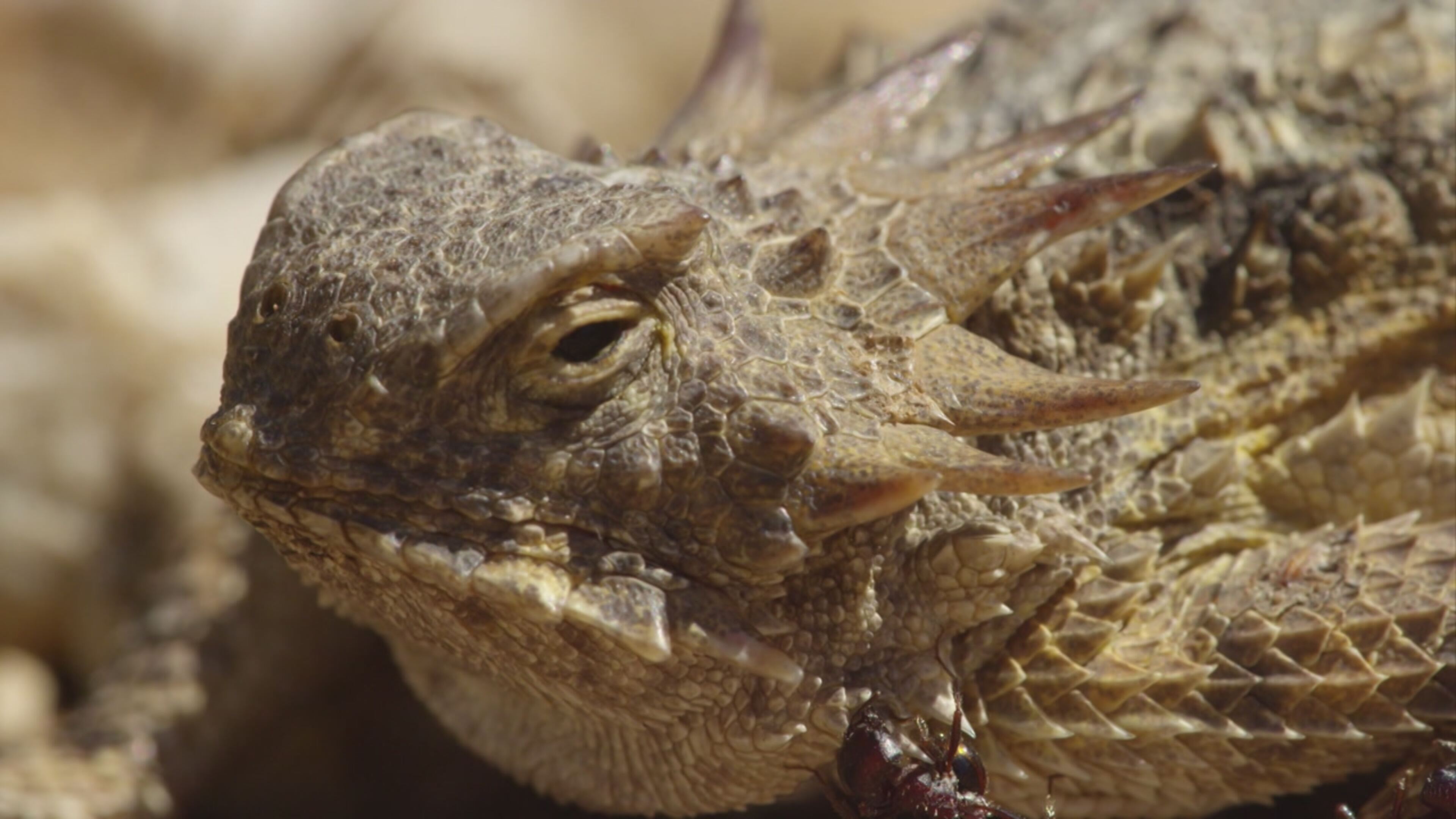 Sonora - Il deserto che vive - S1 Ep1 Oltre ogni limite