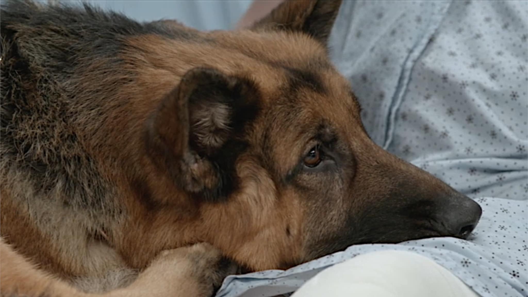 Hudson  Rex - S2E13 - Un cane brillante