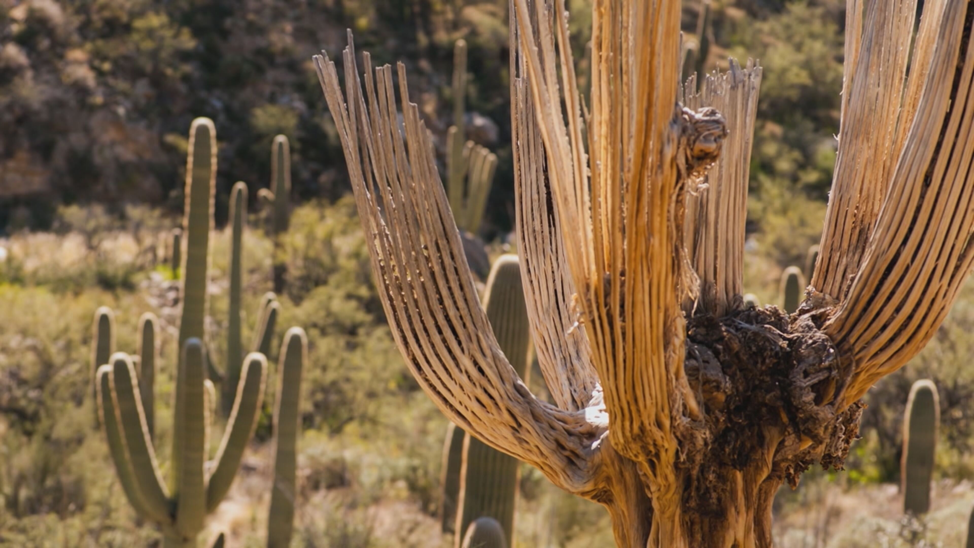 Sonora - Il deserto che vive - S1 Ep2 La terra dei giganti