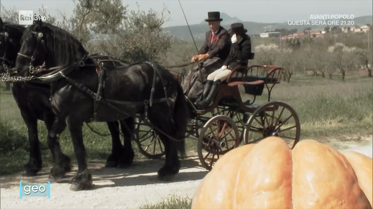 Zucche e carrozze - Geo - 31/10/2023 - Zucche e carrozze - 31/10/2023