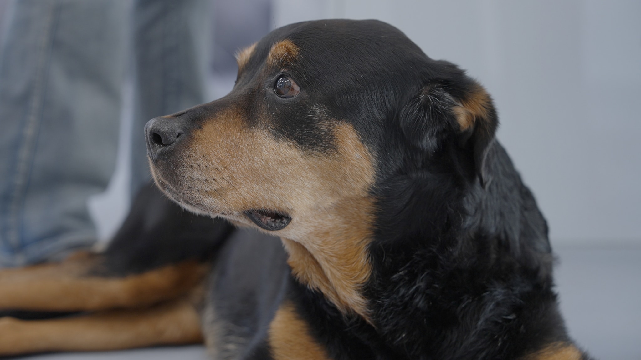 Pet Anatomy - Il destino di Poxie - pt1