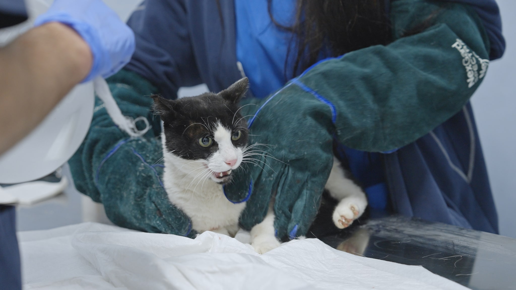 Pet Anatomy - Un \"teppista\" in corsia - pt.2