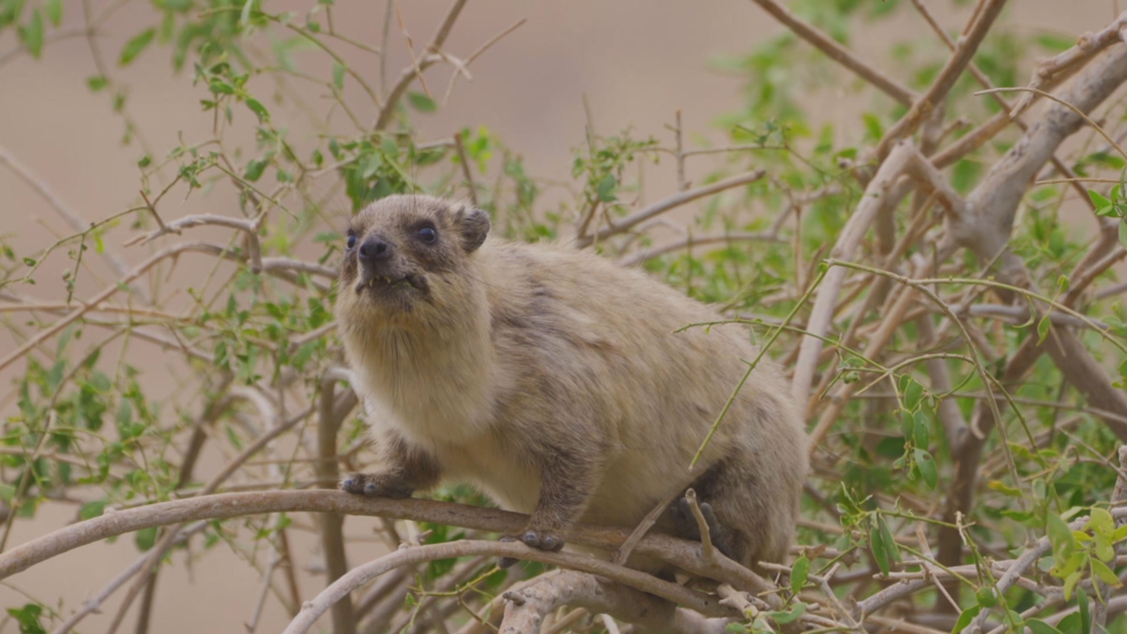 Superconnessi - Le reti sociali degli animali - S1 Ep1 Chi trova un amico...