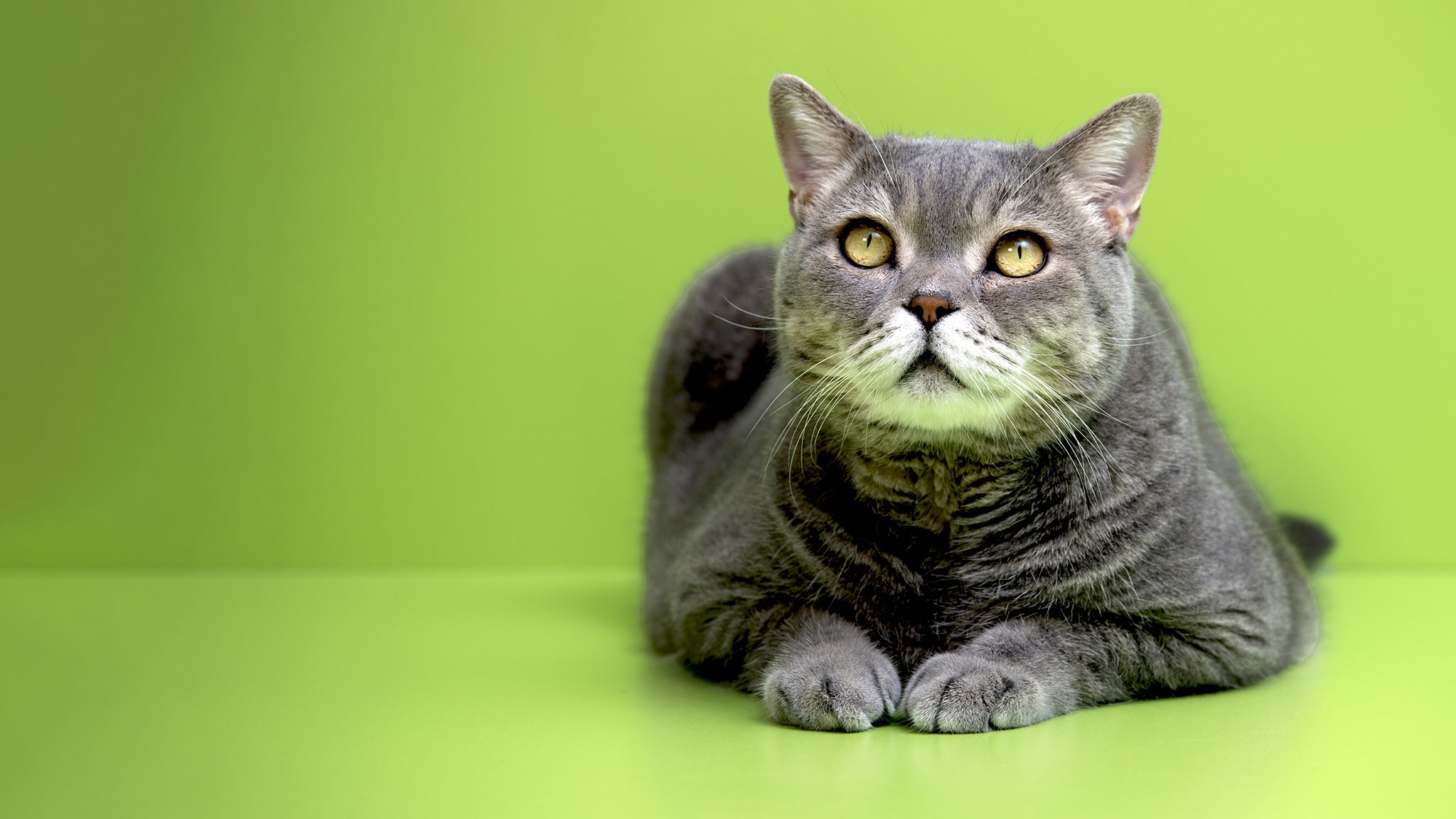 Evolution - La verità sui gatti ep 3